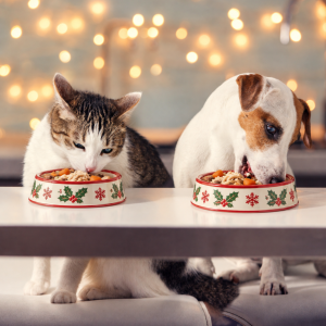A Christmas Dinner for a RAIN Rescue Animal