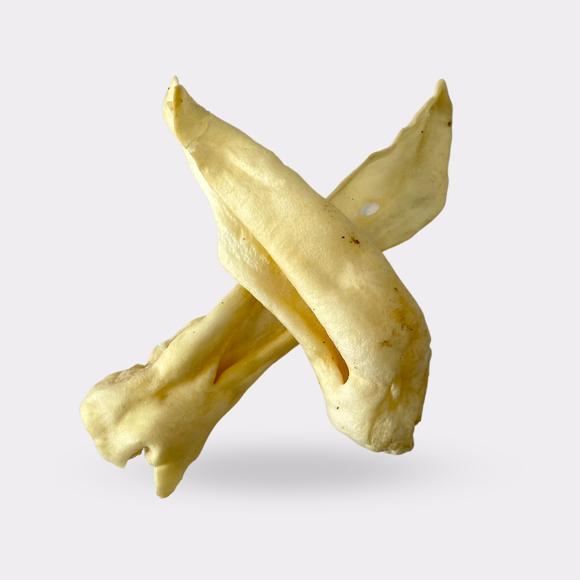 Small Plain Goat Ear