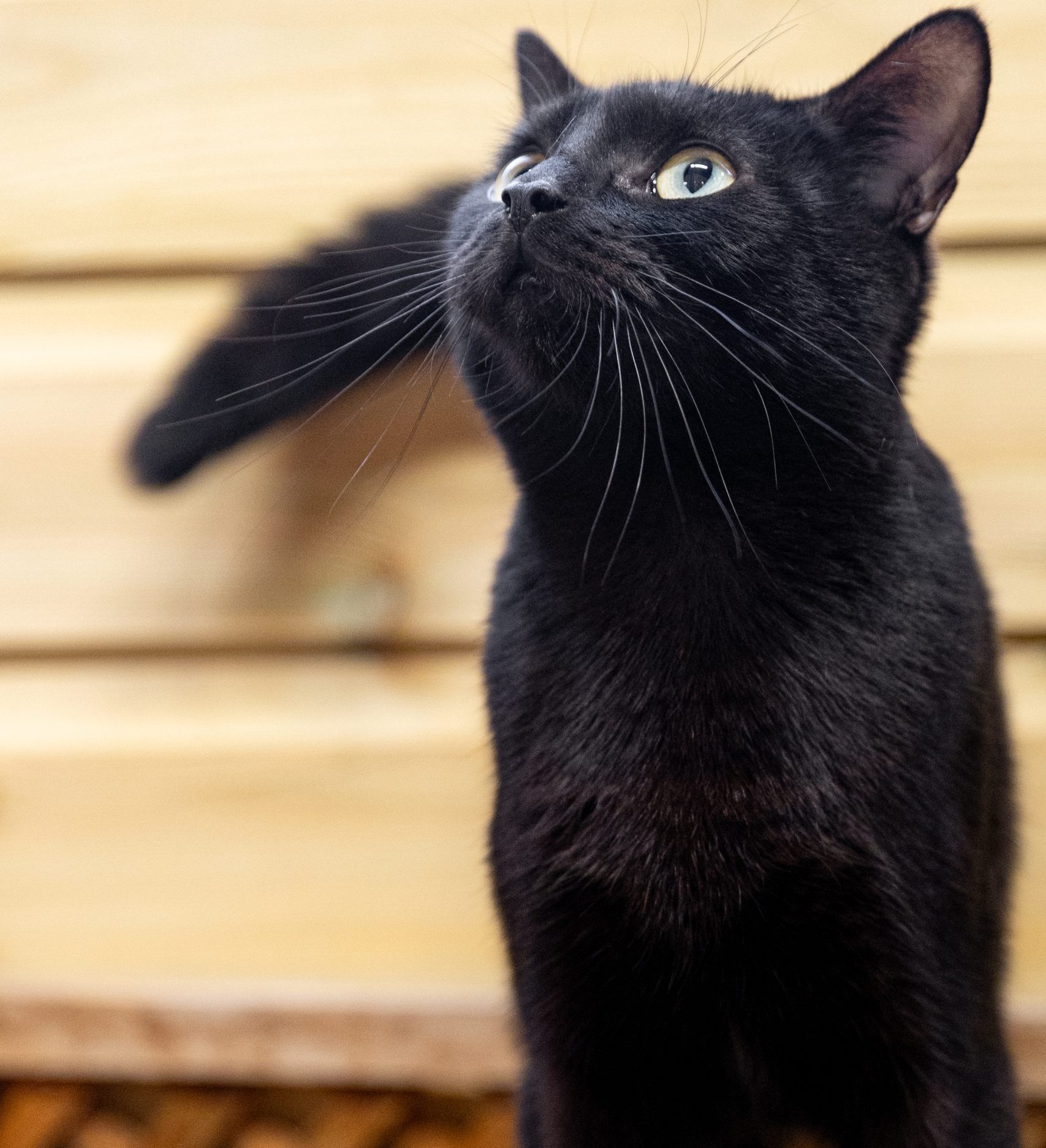Buffy – 2 Year Old Female
