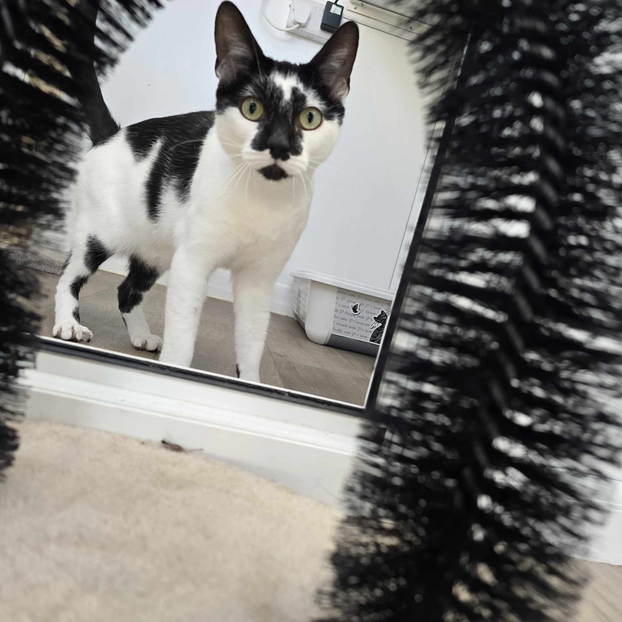 Luna- 2 Year Old Female – RESERVED