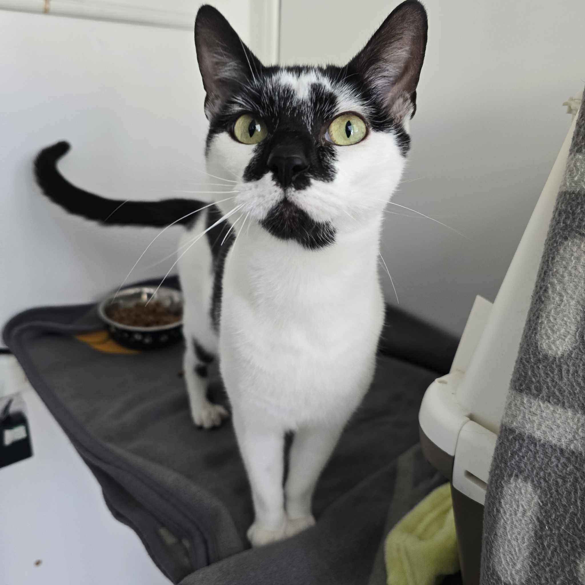 Adult Cat