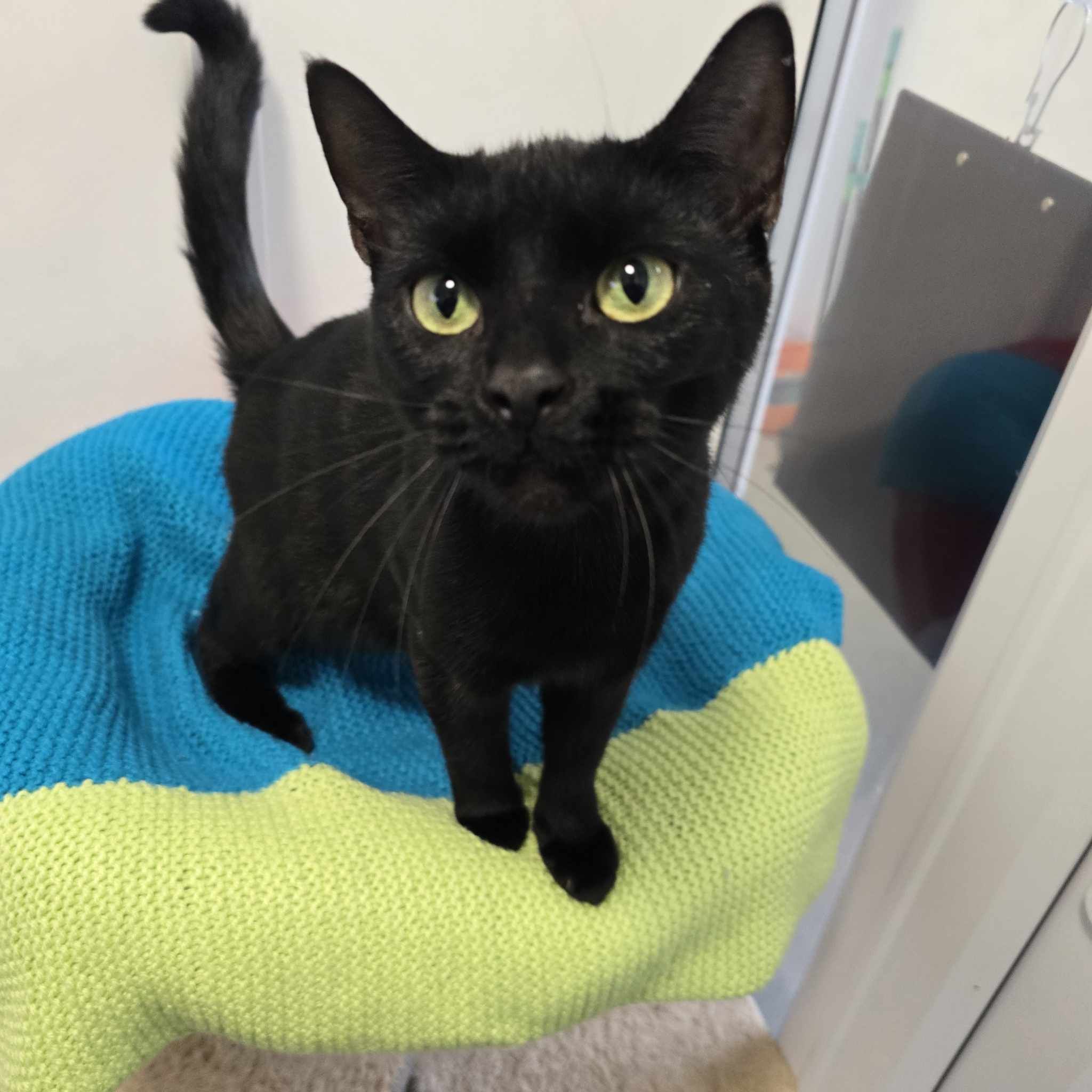 Sprout-2 Year Old Female