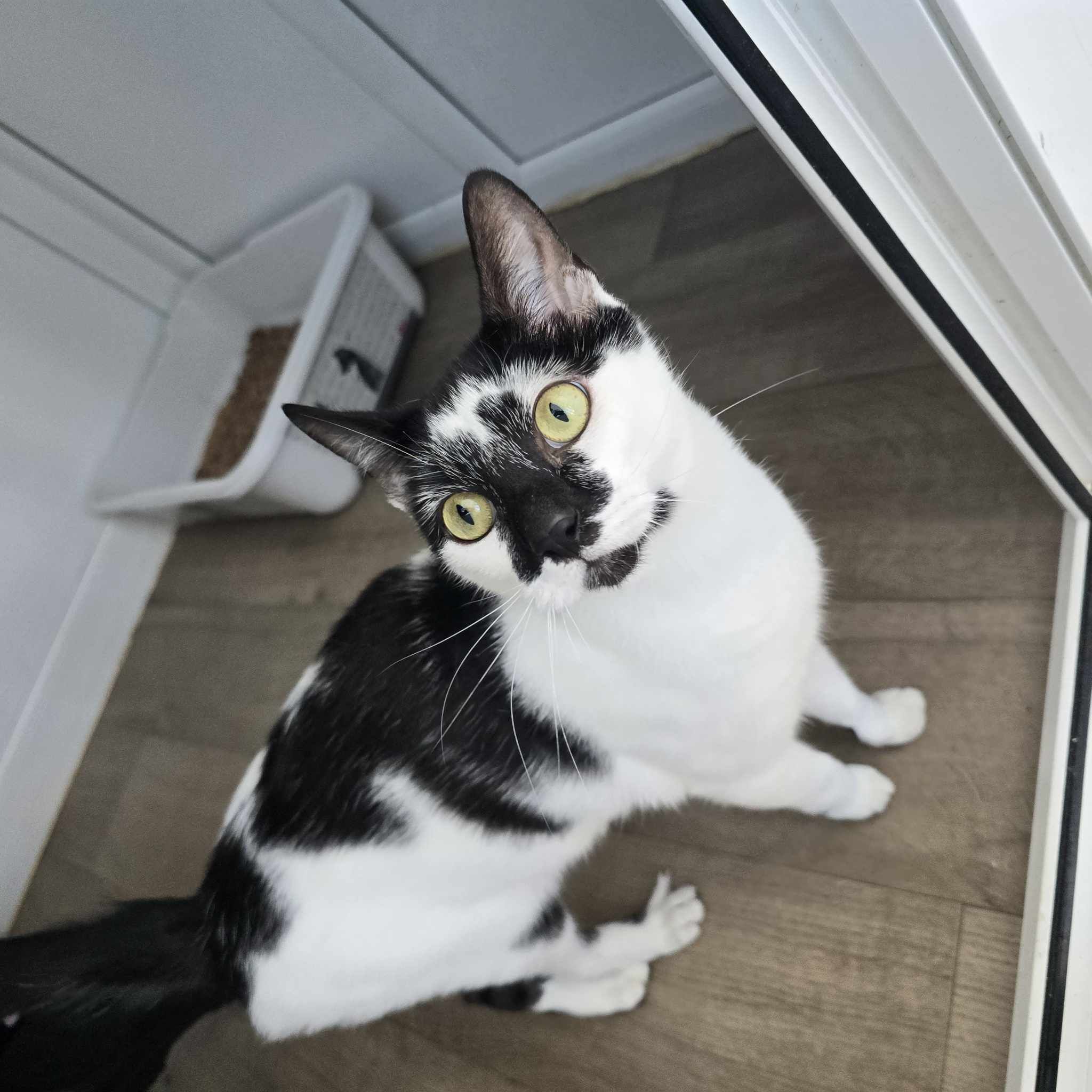 Luna- 2 Year Old Female – RESERVED