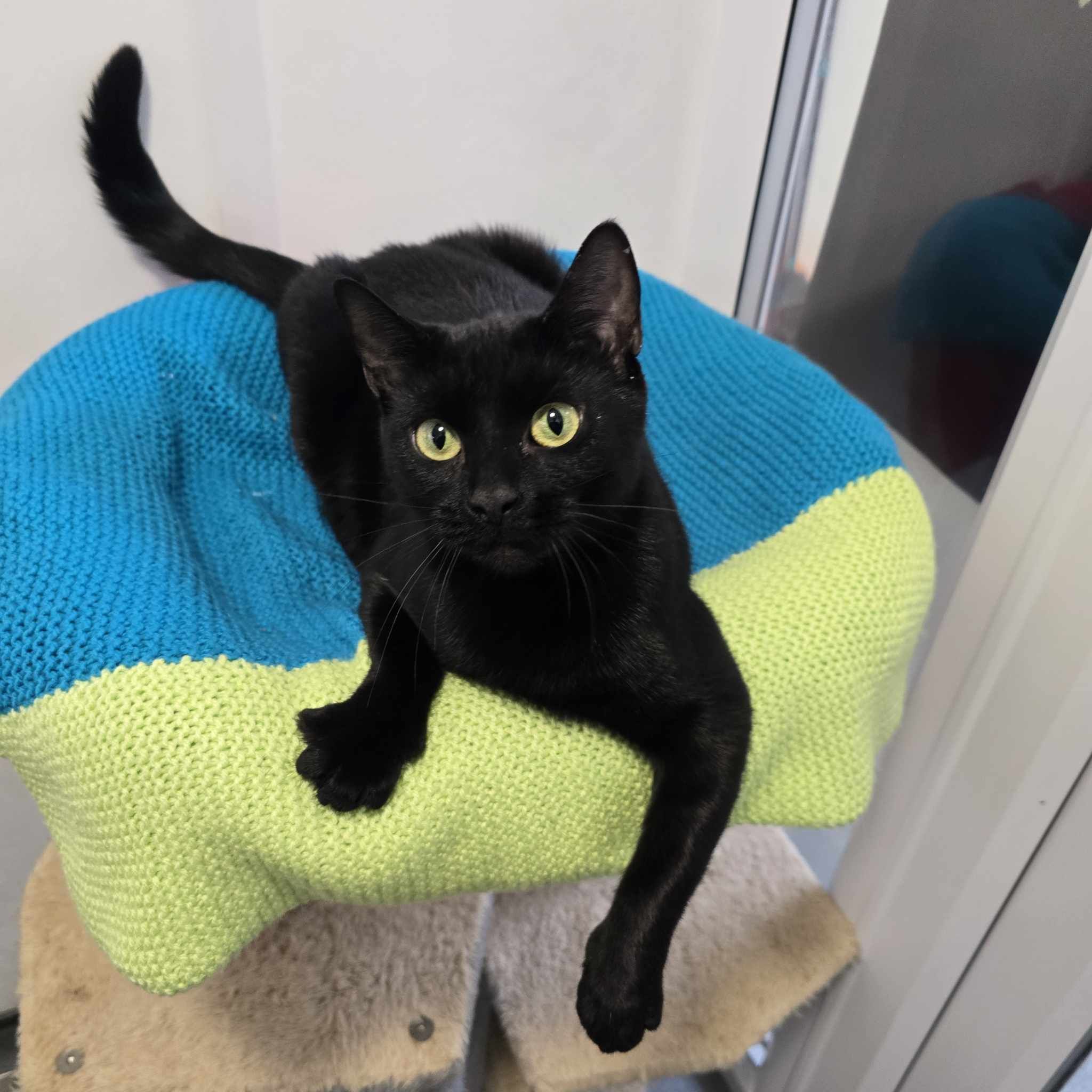 Sprout-2 Year Old Female