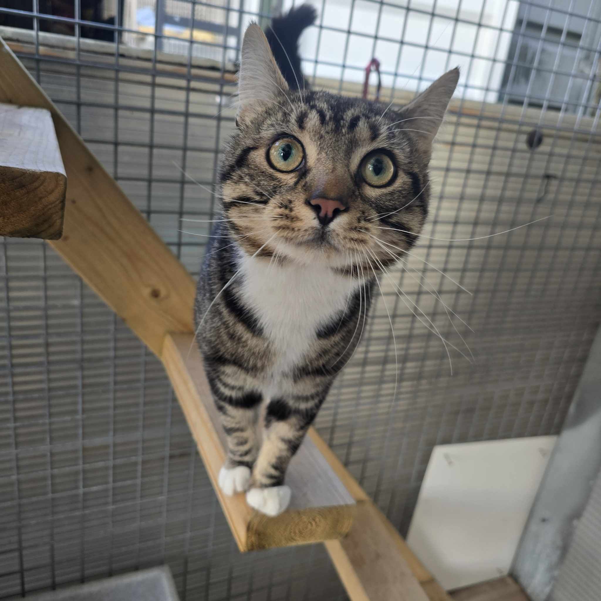 Winston- 1 Year Old Male (OUTDOOR HOME)