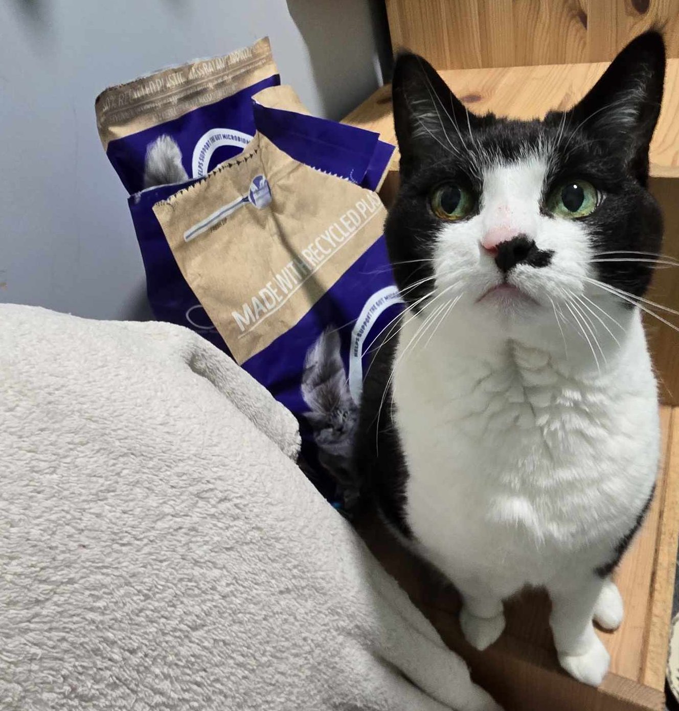 Holly-14 Year Old Female