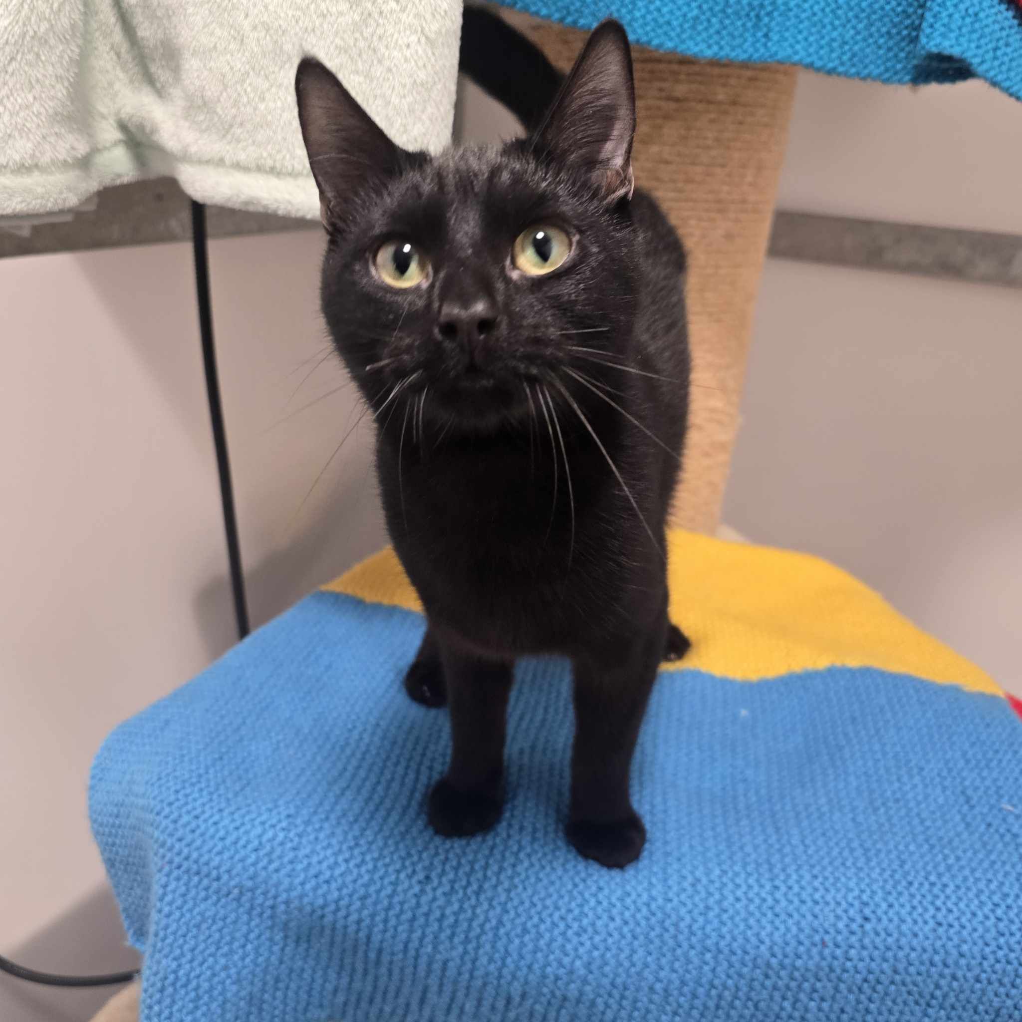 Toothless- 8 Month Old Male – RESERVED