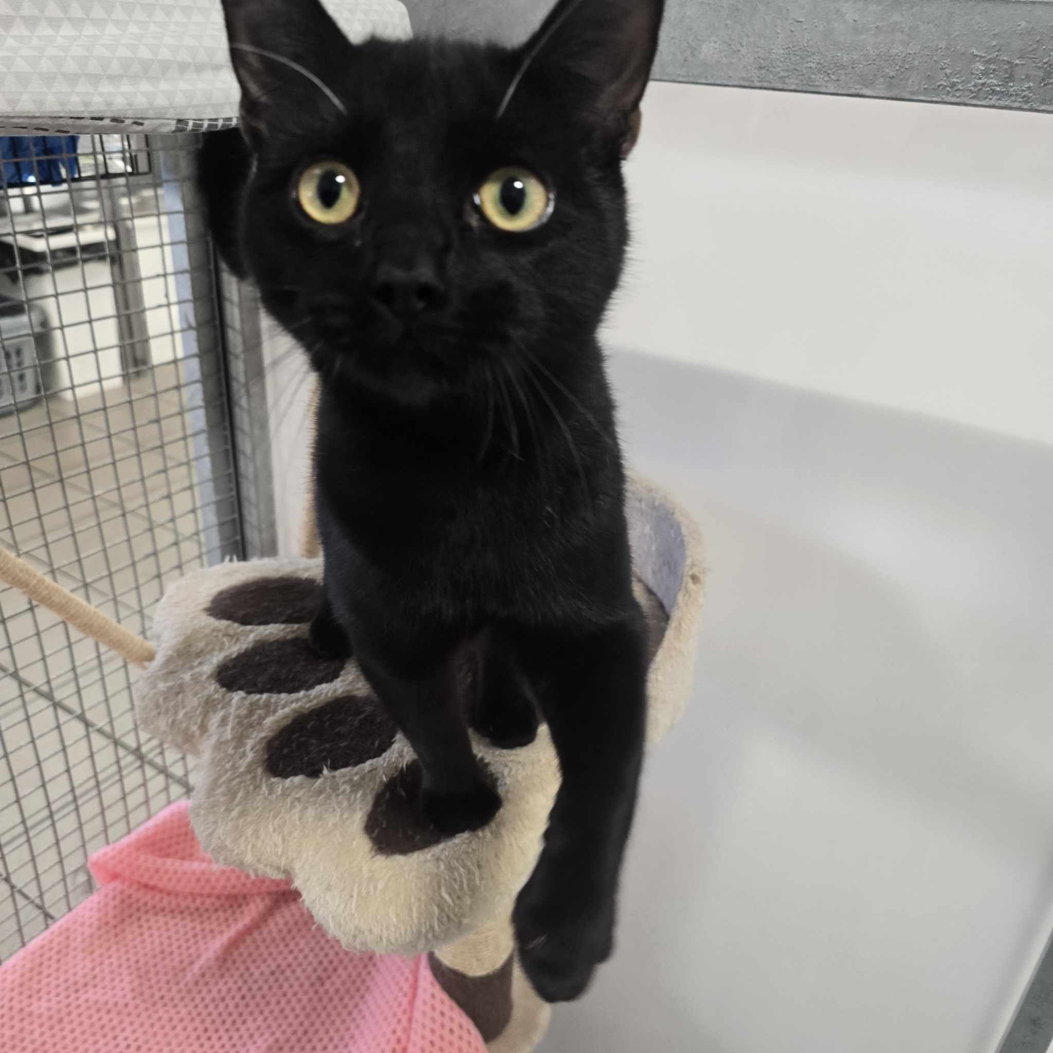 Bill- 1 Year Old Male – RESERVED