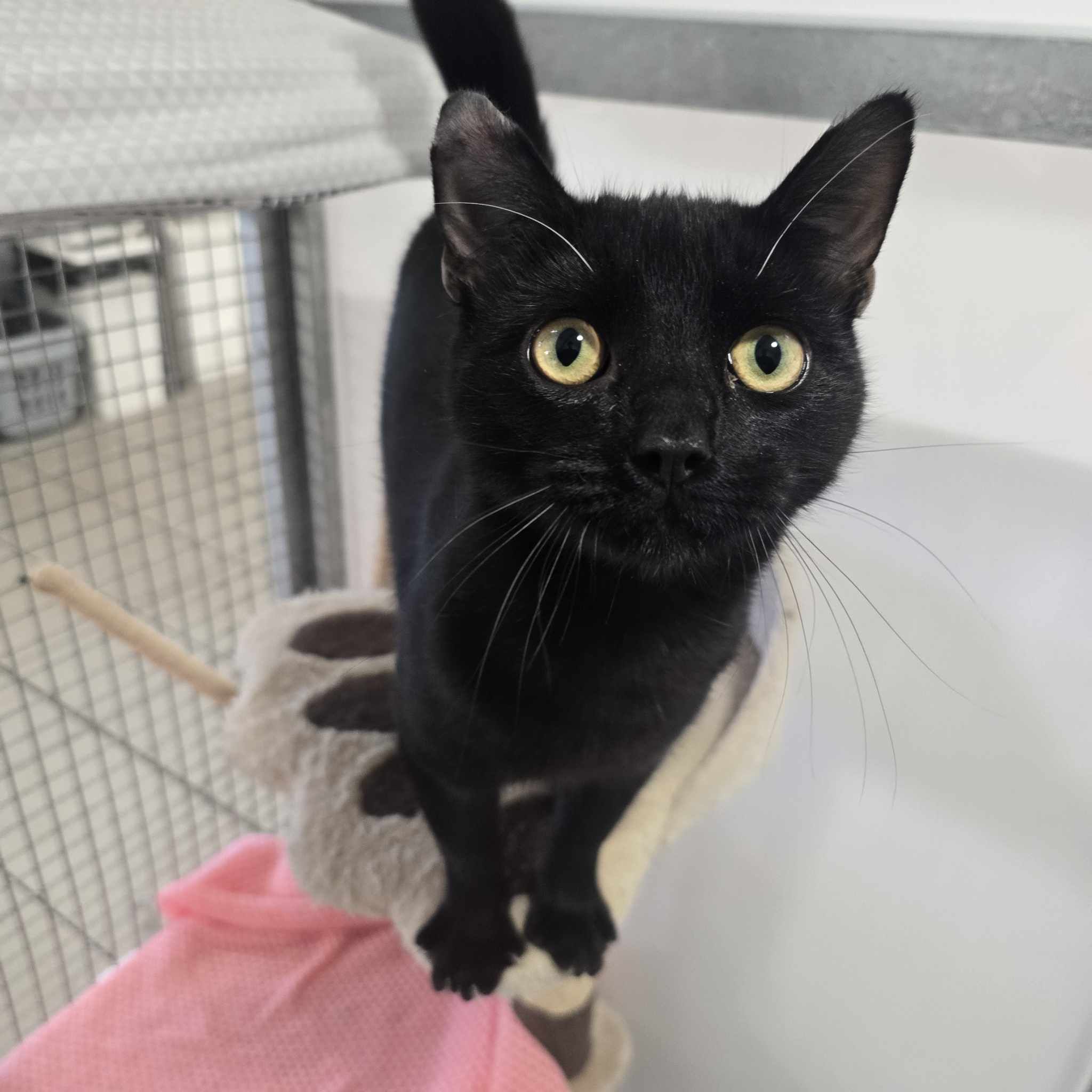 Bill- 1 Year Old Male – RESERVED