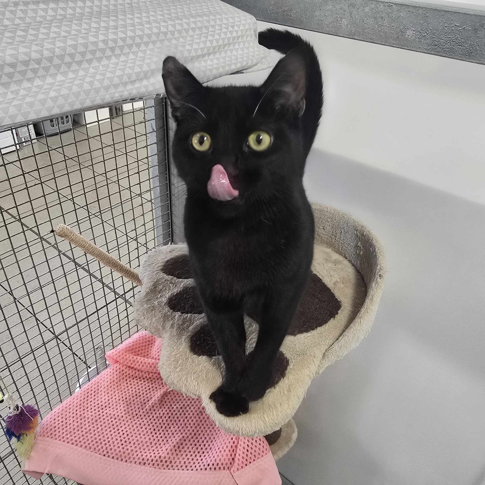 Bill- 1 Year Old Male – RESERVED