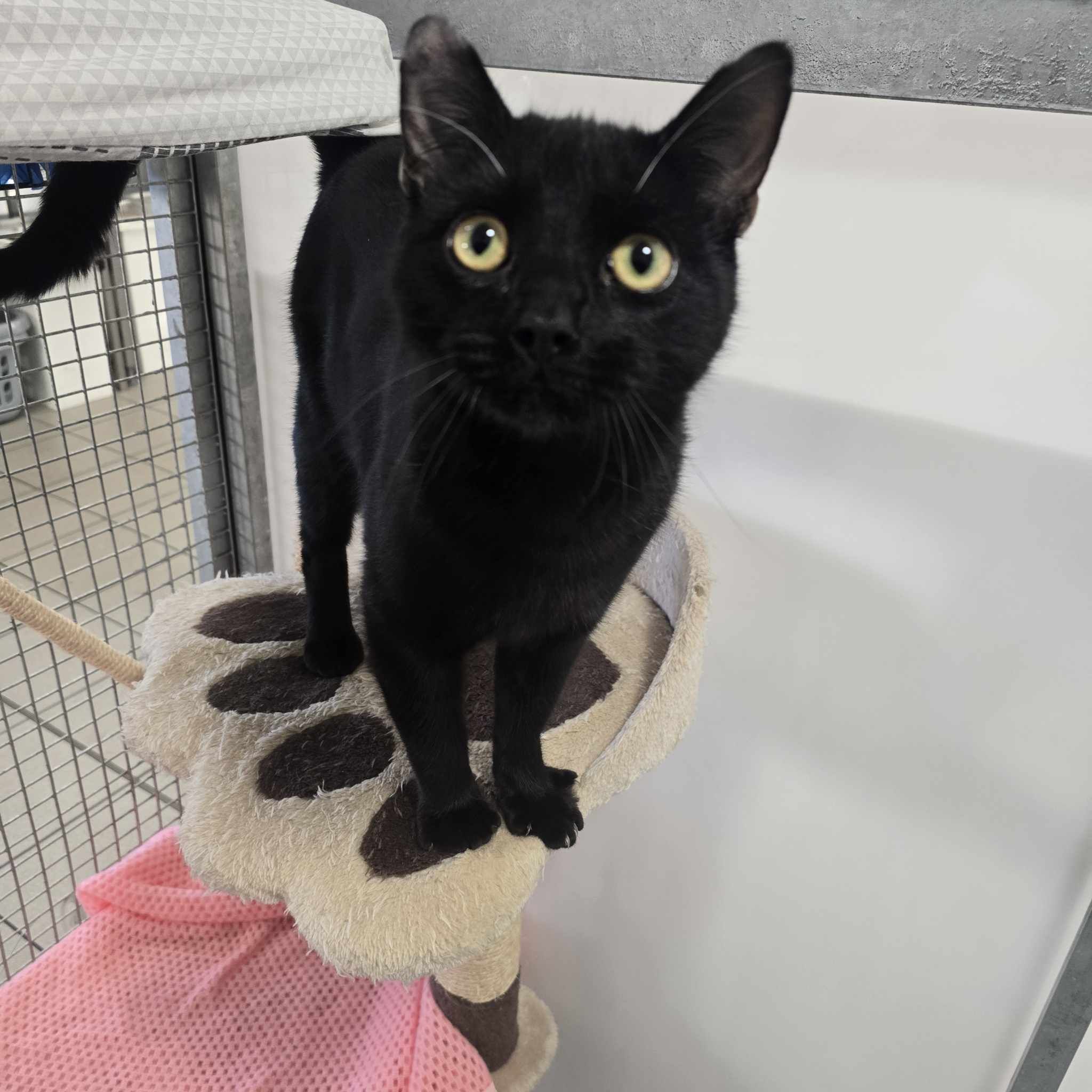 Bill- 1 Year Old Male – RESERVED