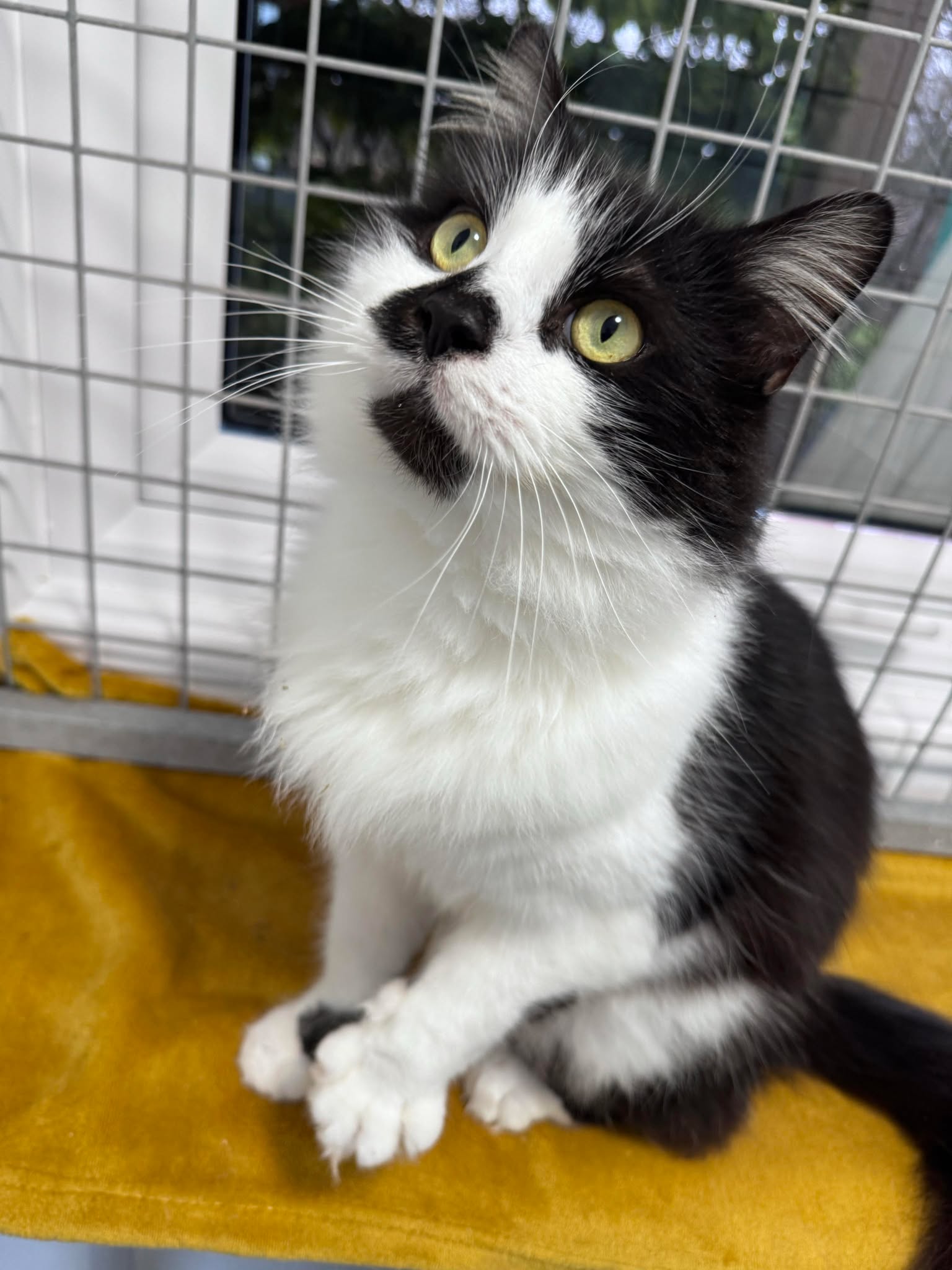 Smudge – 3 Year Old Male- RESERVED