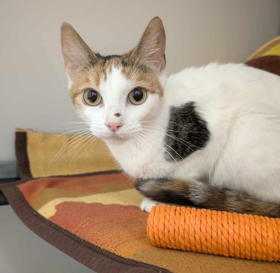 Mabel- 1 Year Old Female- RESERVED