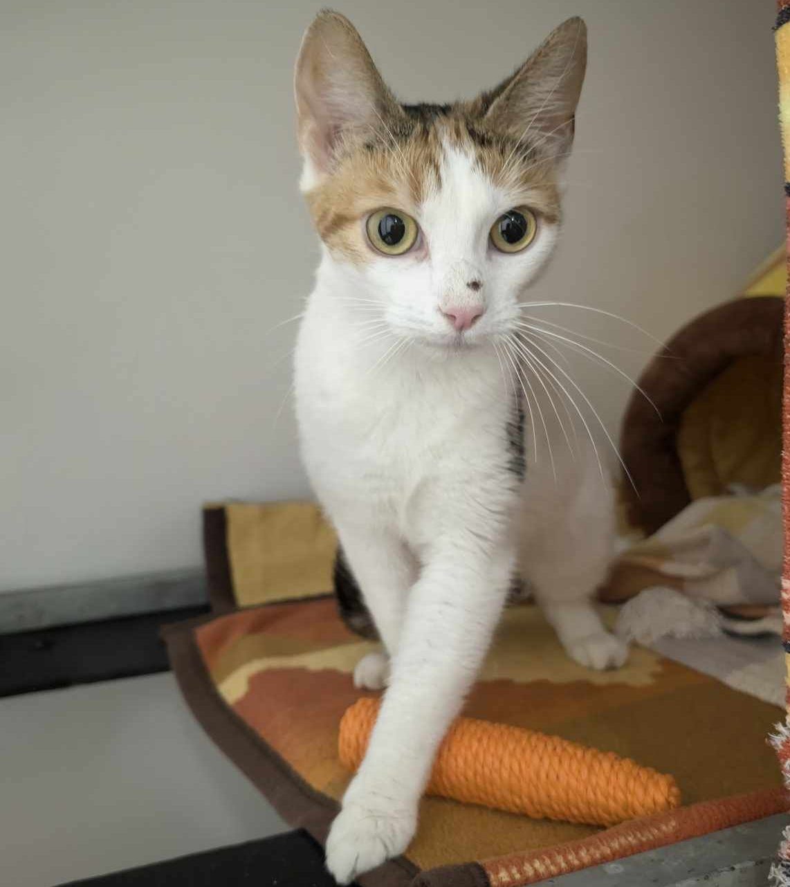 Mabel- 1 Year Old Female- RESERVED