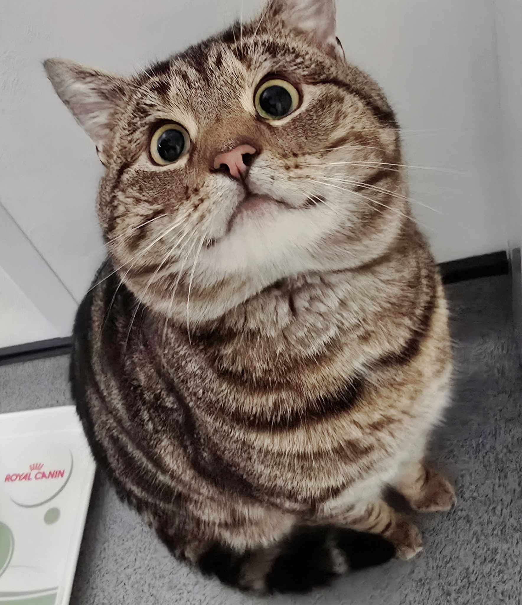 Tiger – 3 Year Old Male – RESERVED