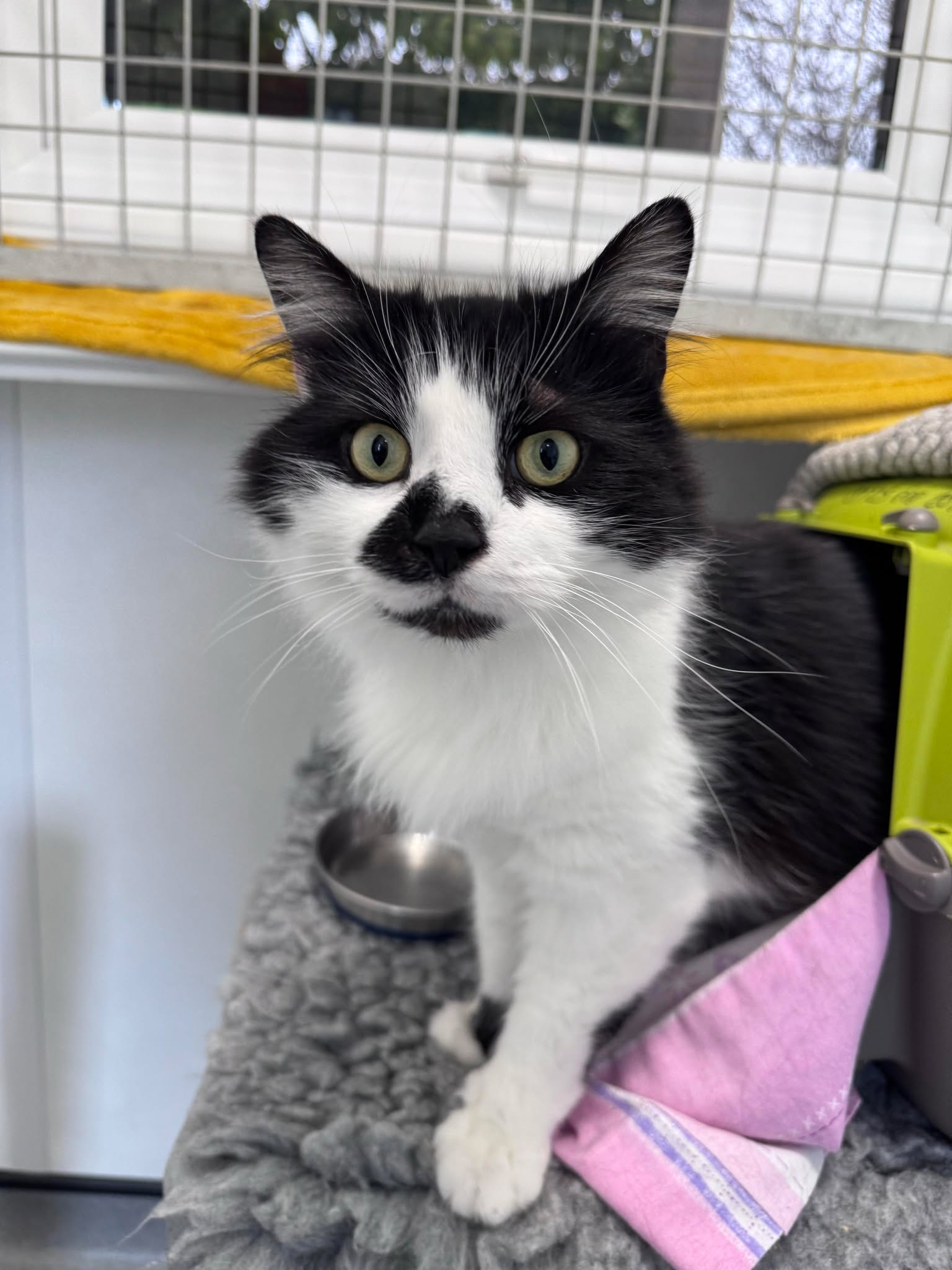 Smudge – 3 Year Old Male- RESERVED