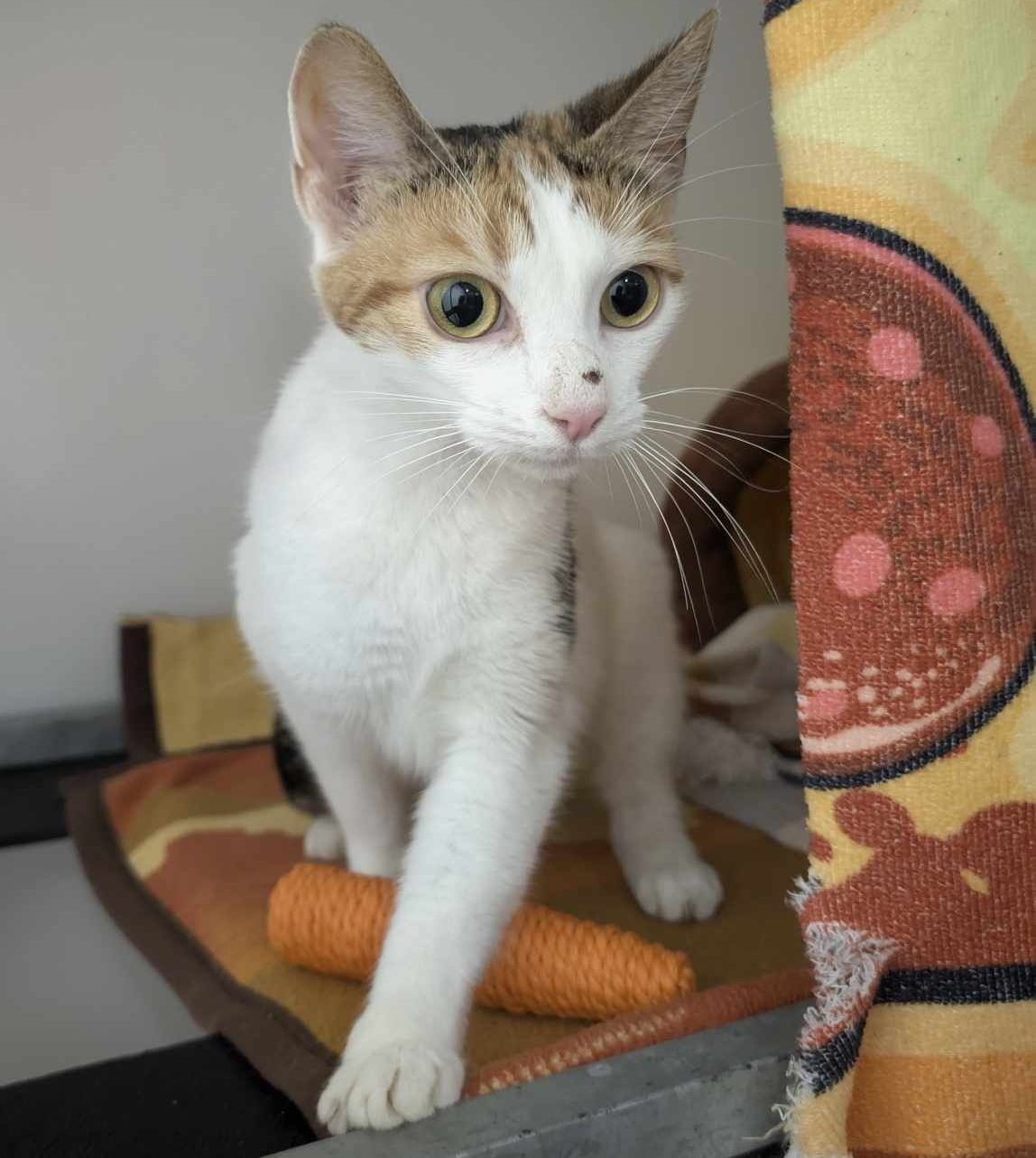 Mabel- 1 Year Old Female- RESERVED