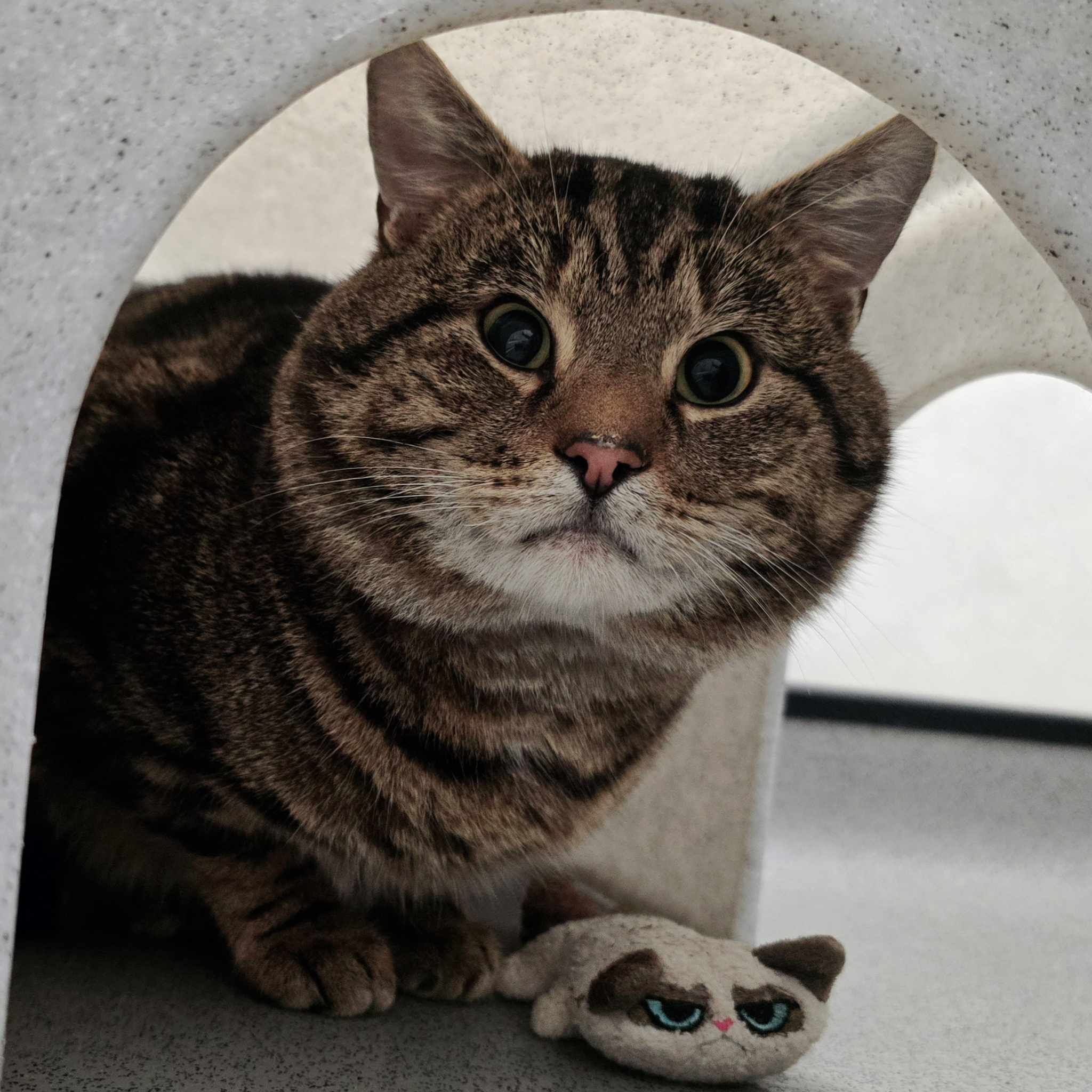 Tiger – 3 Year Old Male – RESERVED