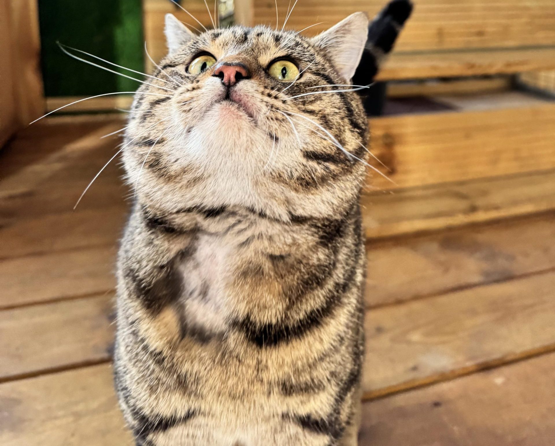 Tiger – 3 Year Old Male – RESERVED