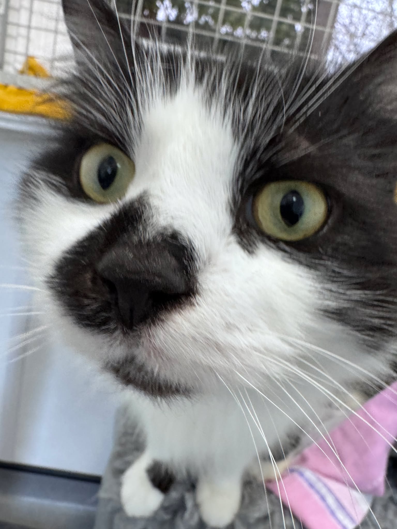 Smudge – 3 Year Old Male- RESERVED