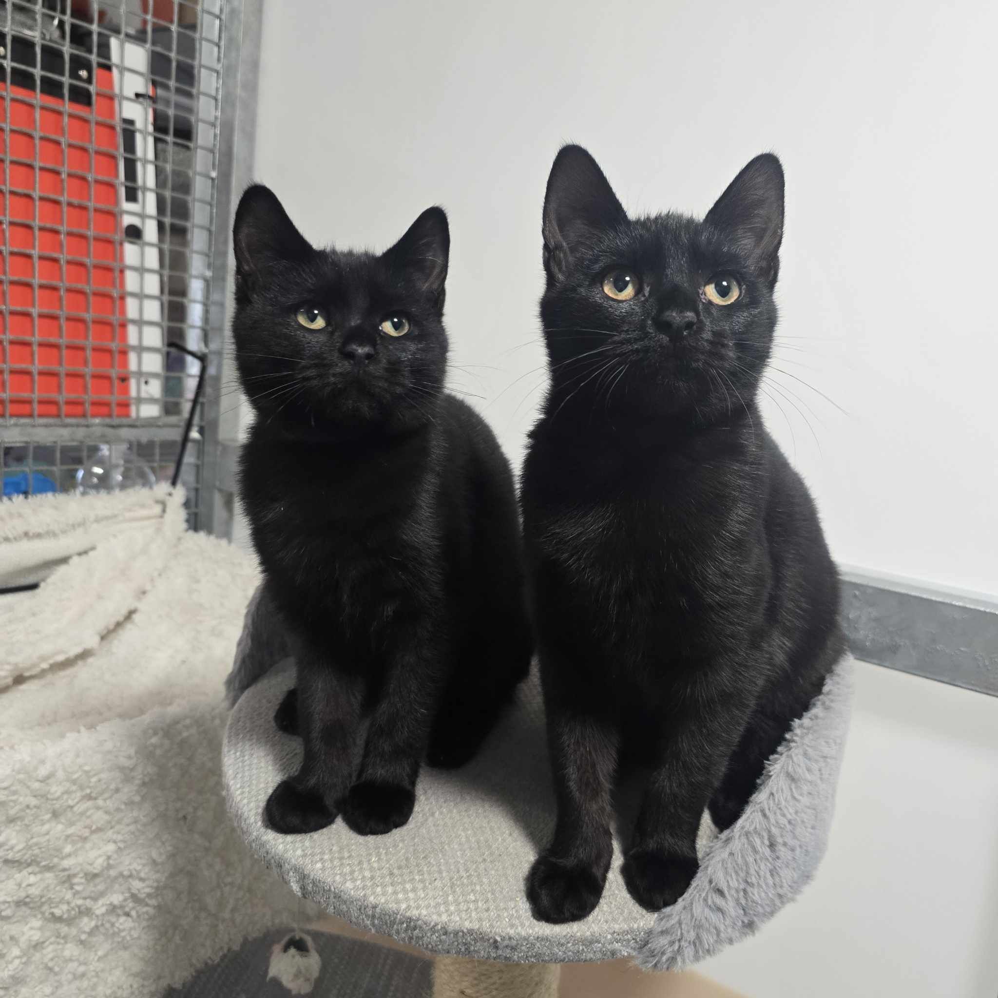 Wispa- 17 Week Old Female – RESERVED