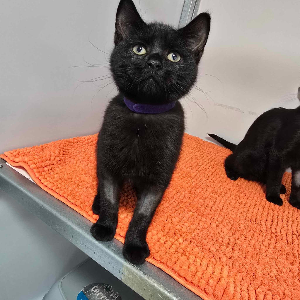 Wispa- 17 Week Old Female – RESERVED