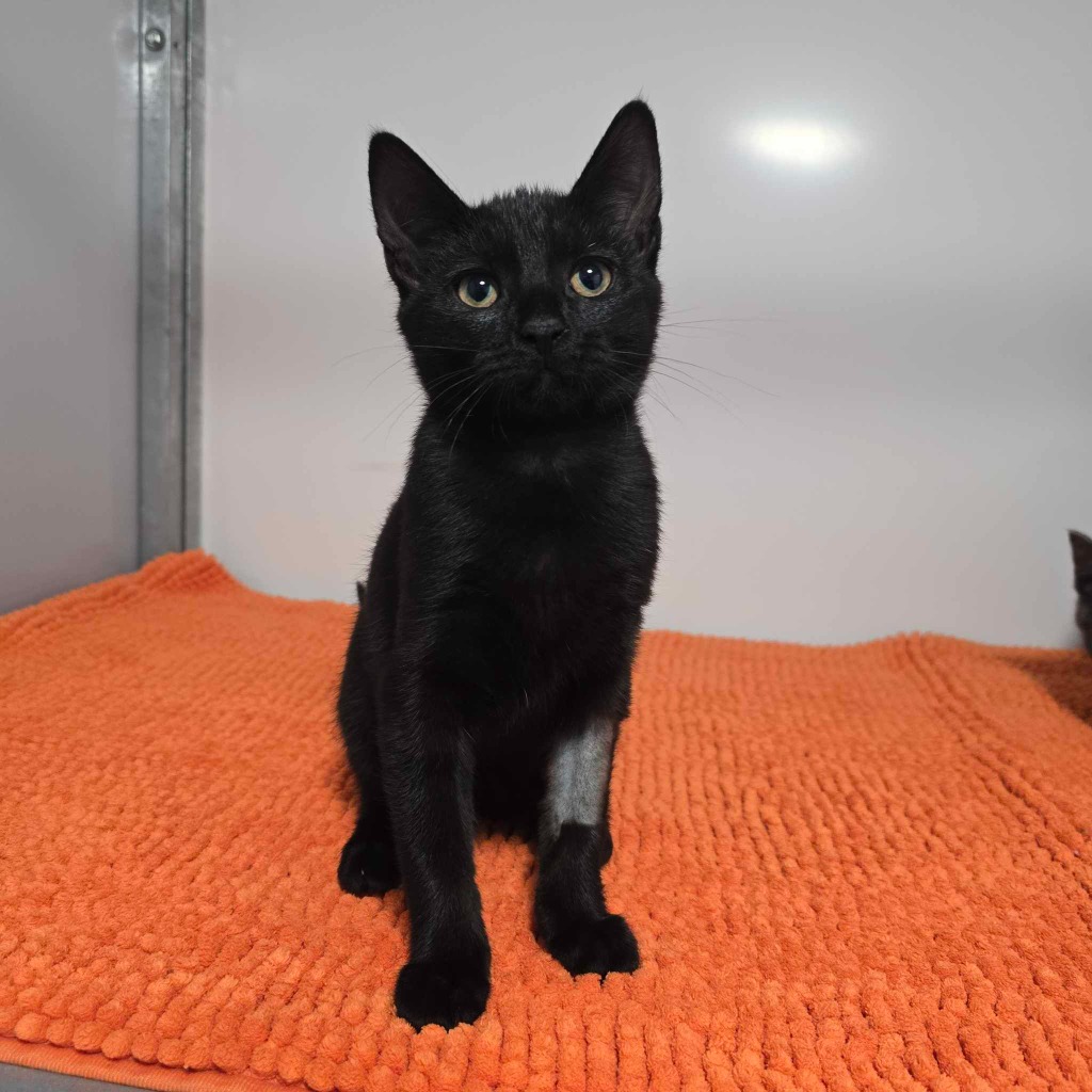 Galaxy- 17 Week Old Female – RESERVED