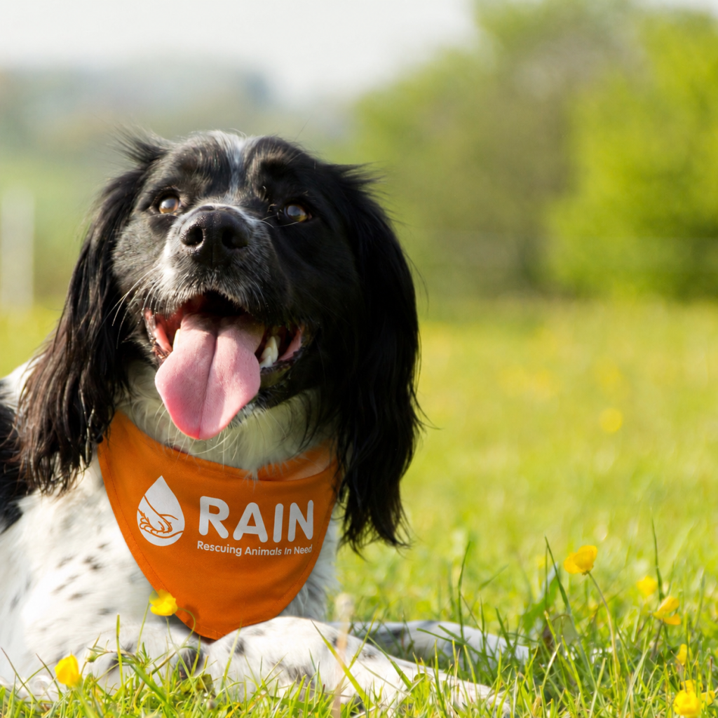 Rescue Springer spaniel wearing a RAIN orange bandana, looking for a loving home in South Yorkshire