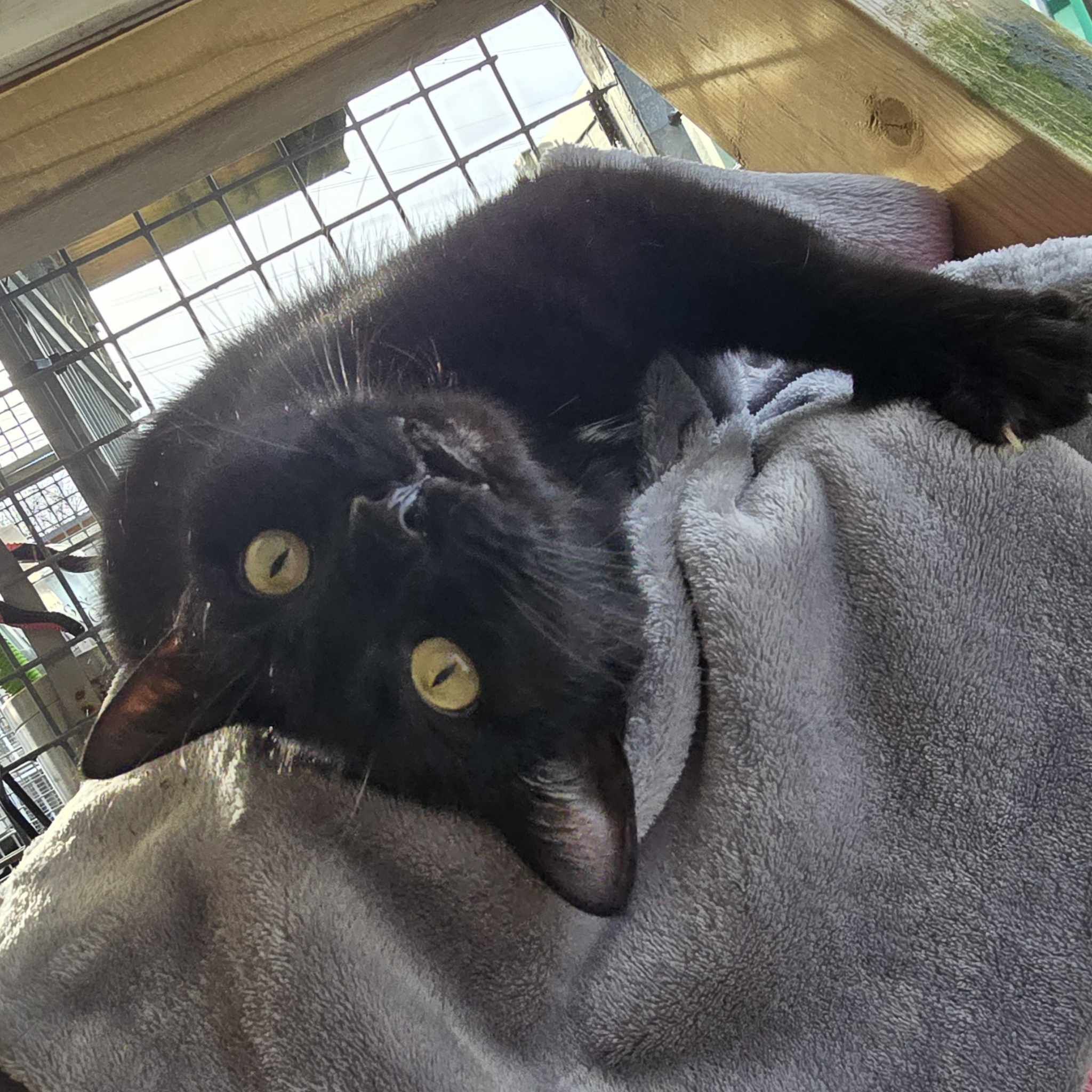 Trixie- 3 Year Old Female- RESERVED