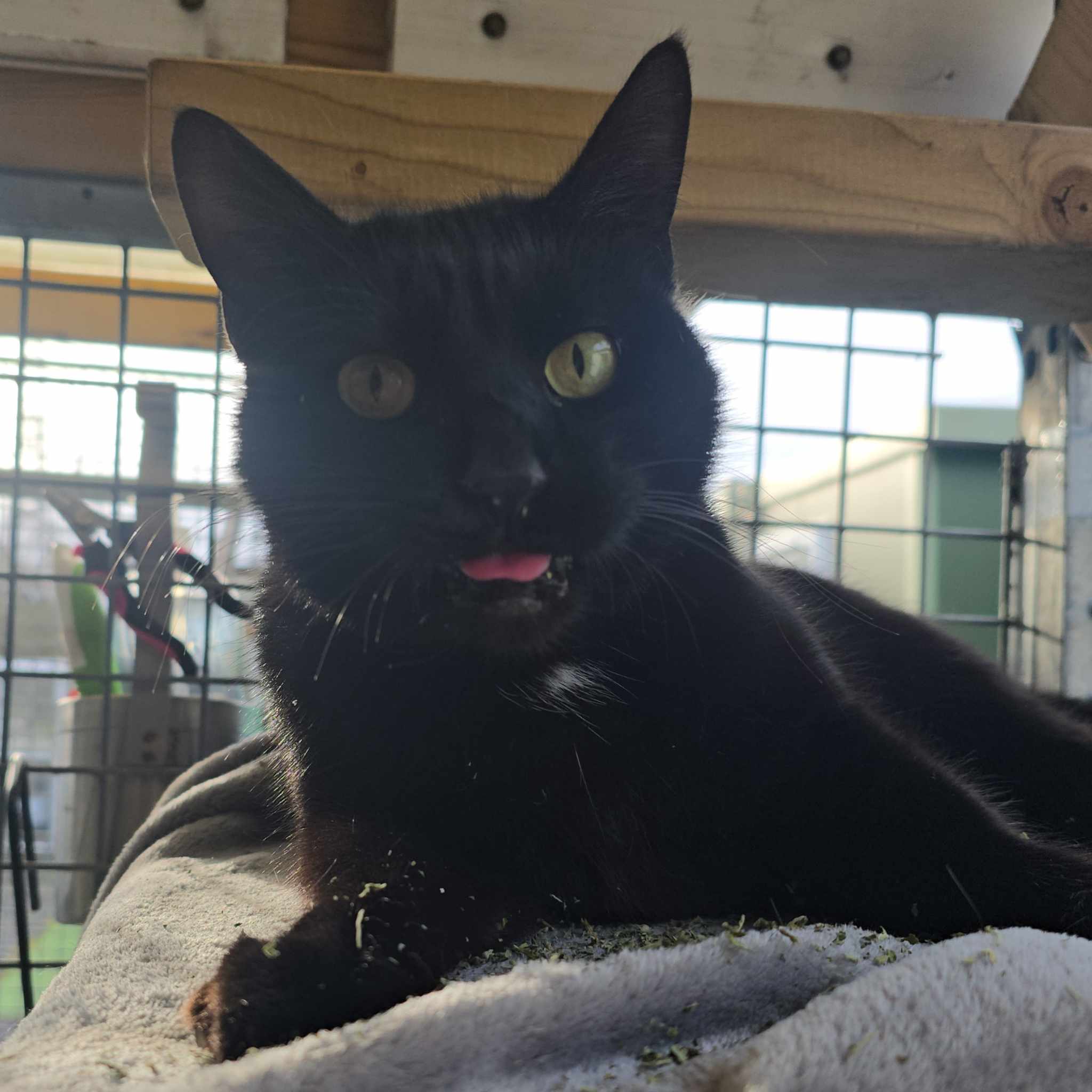 Trixie- 3 Year Old Female- RESERVED