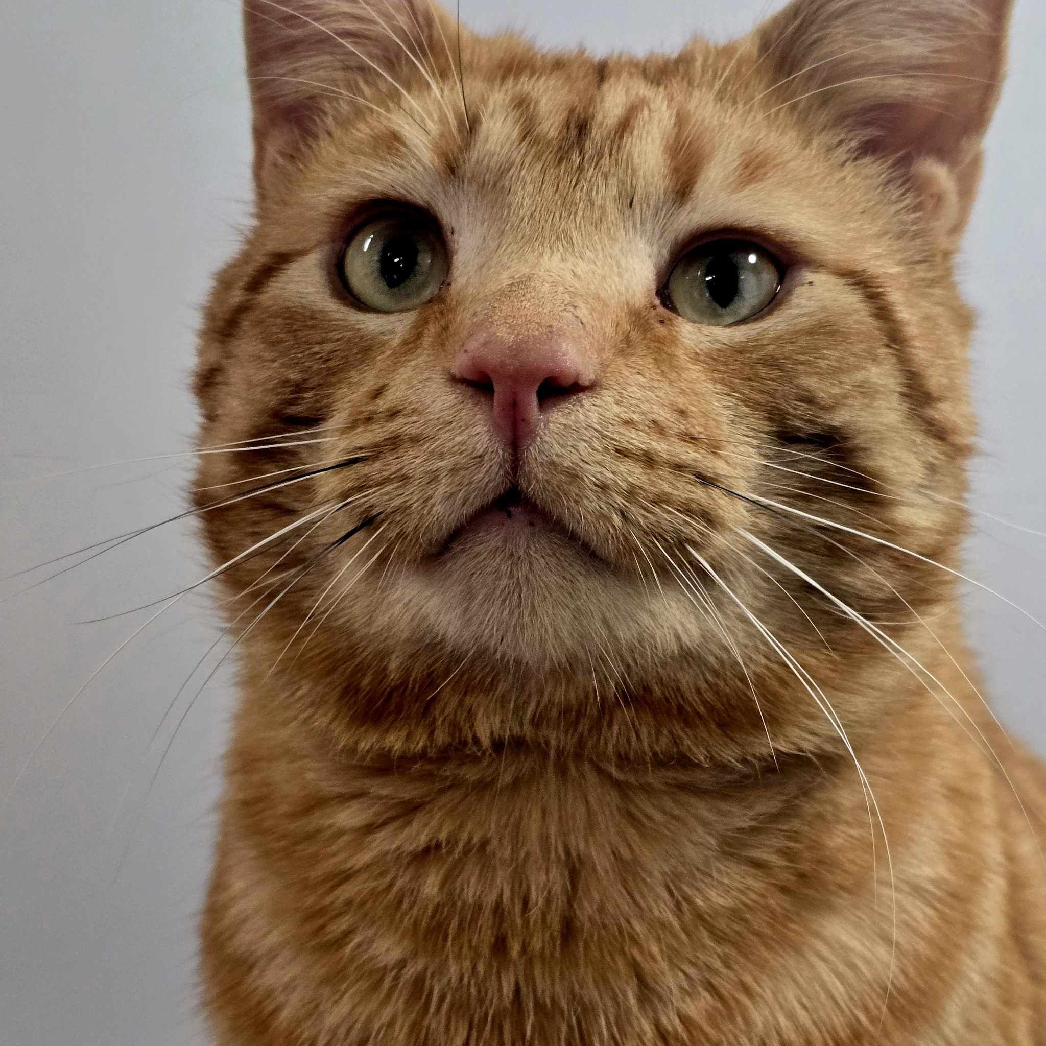 Louie- 2 Year Old Male – RESERVED