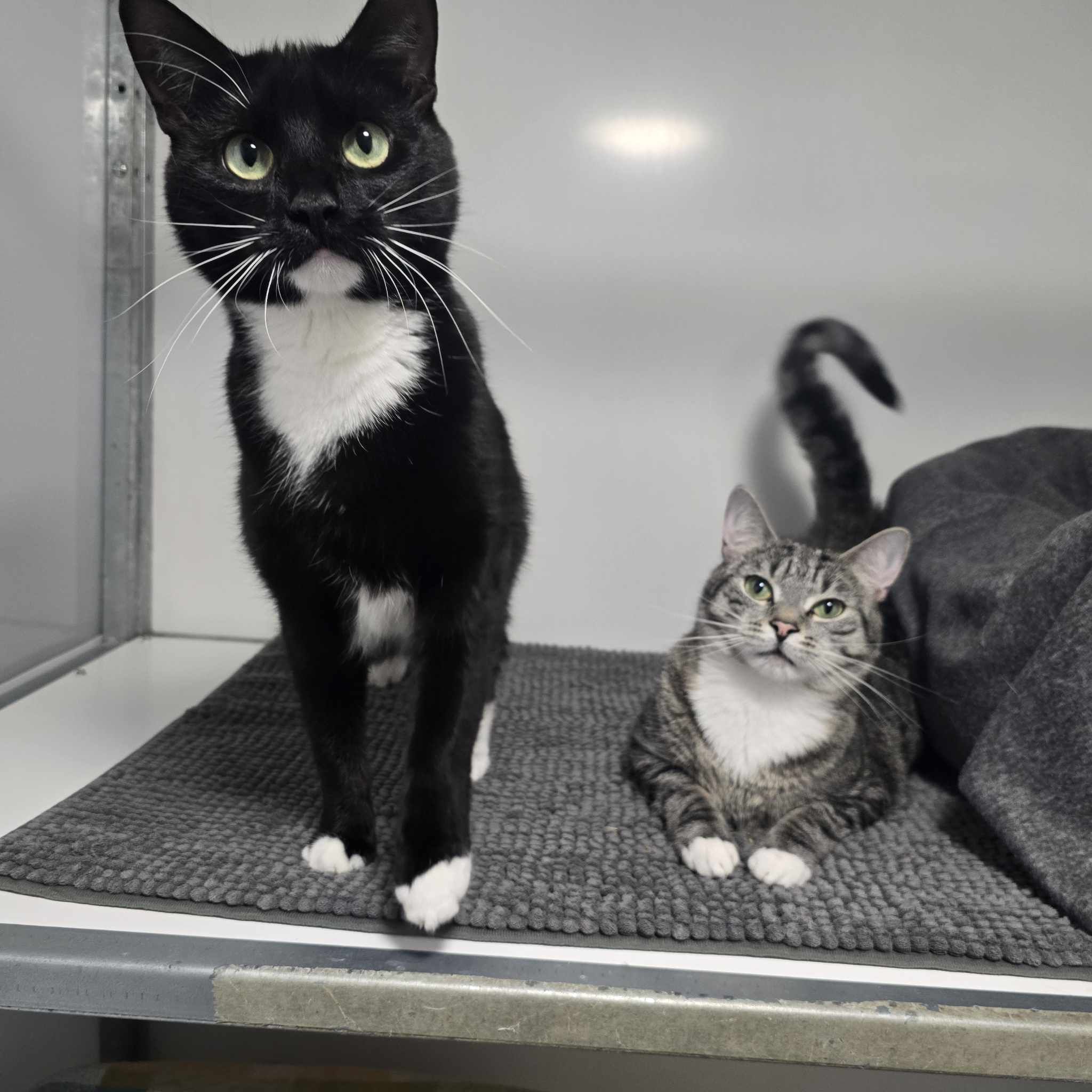 Sirius and Salem- 2 Year Old Male RESERVED