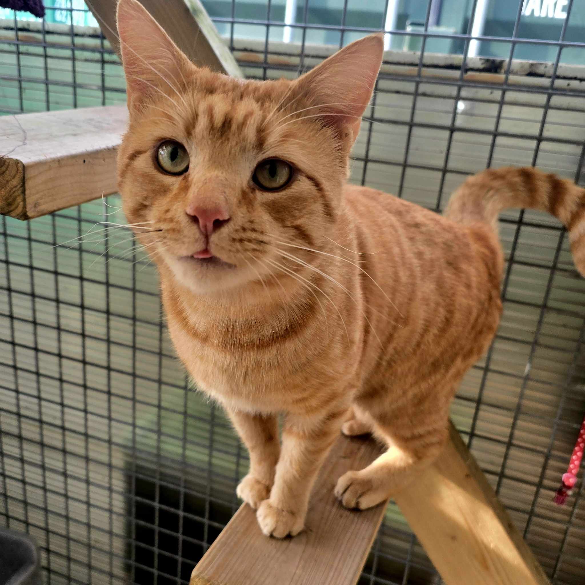 Louie- 2 Year Old Male – RESERVED