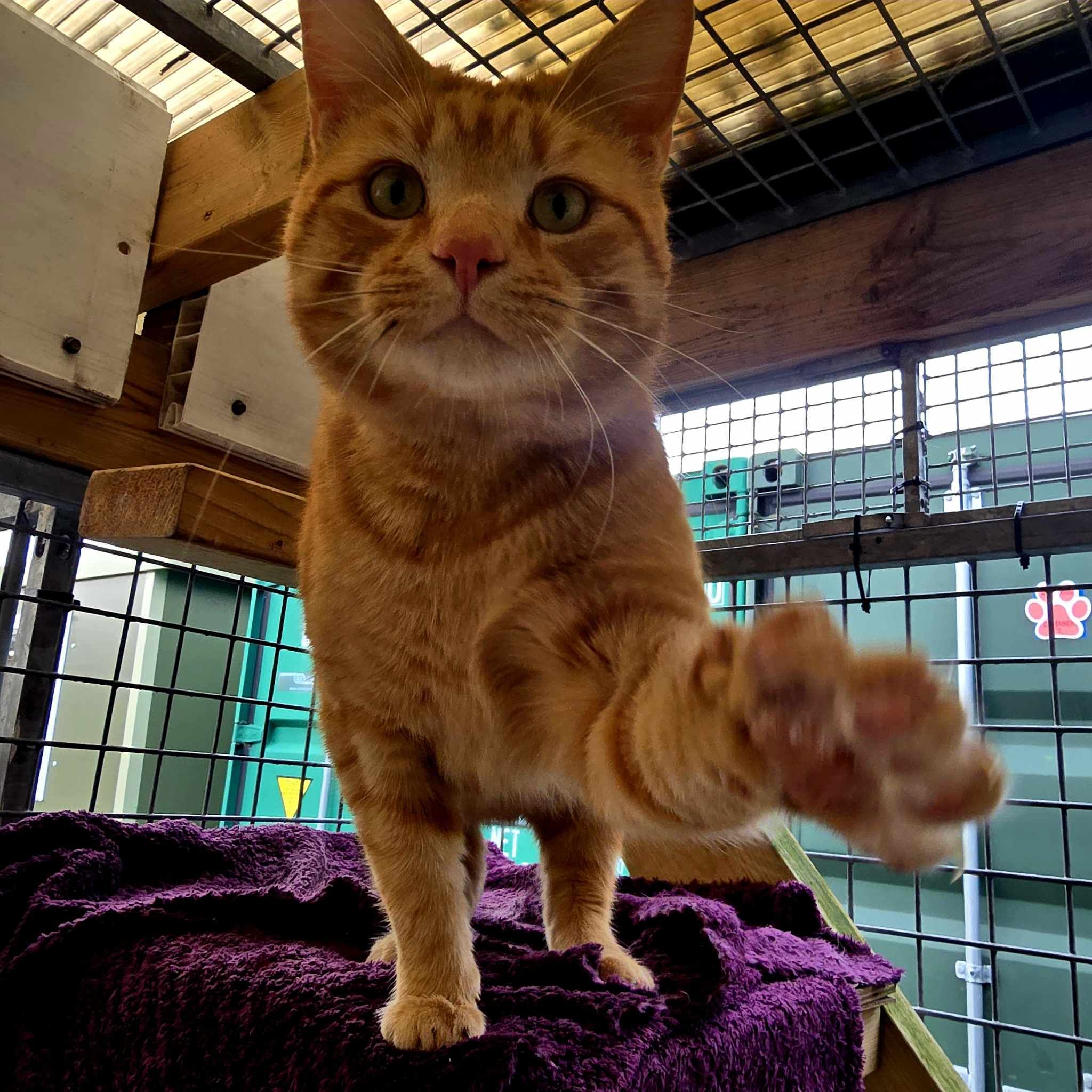 Louie- 2 Year Old Male – RESERVED