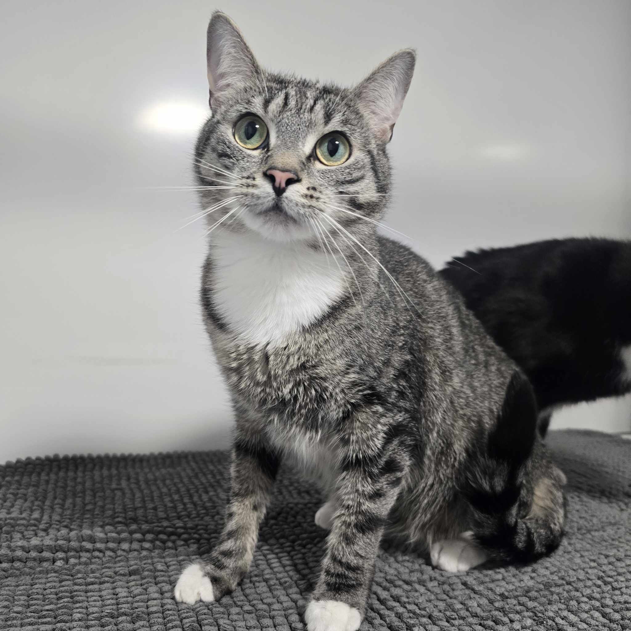 Sirius and Salem- 2 Year Old Male RESERVED