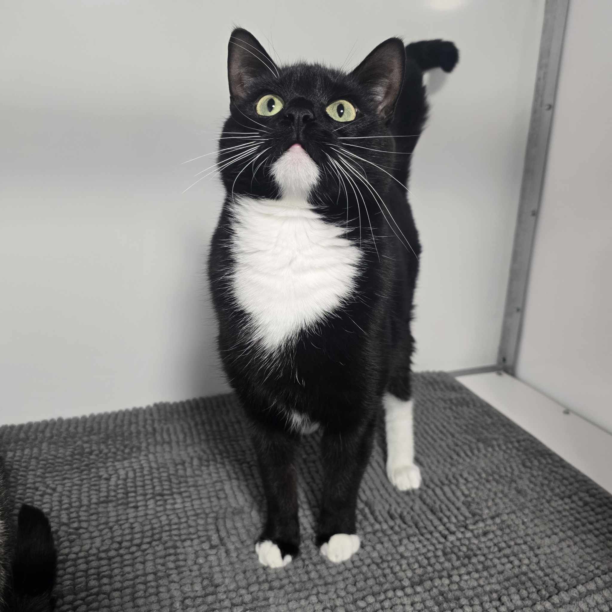 Sirius and Salem- 2 Year Old Male RESERVED