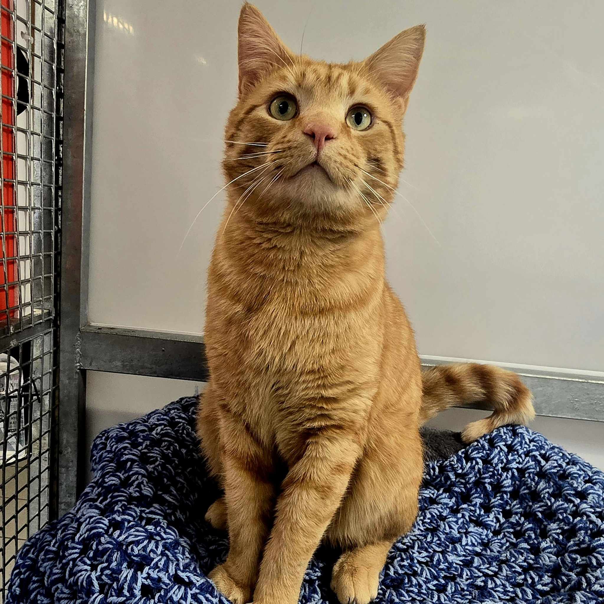 Louie- 2 Year Old Male – RESERVED