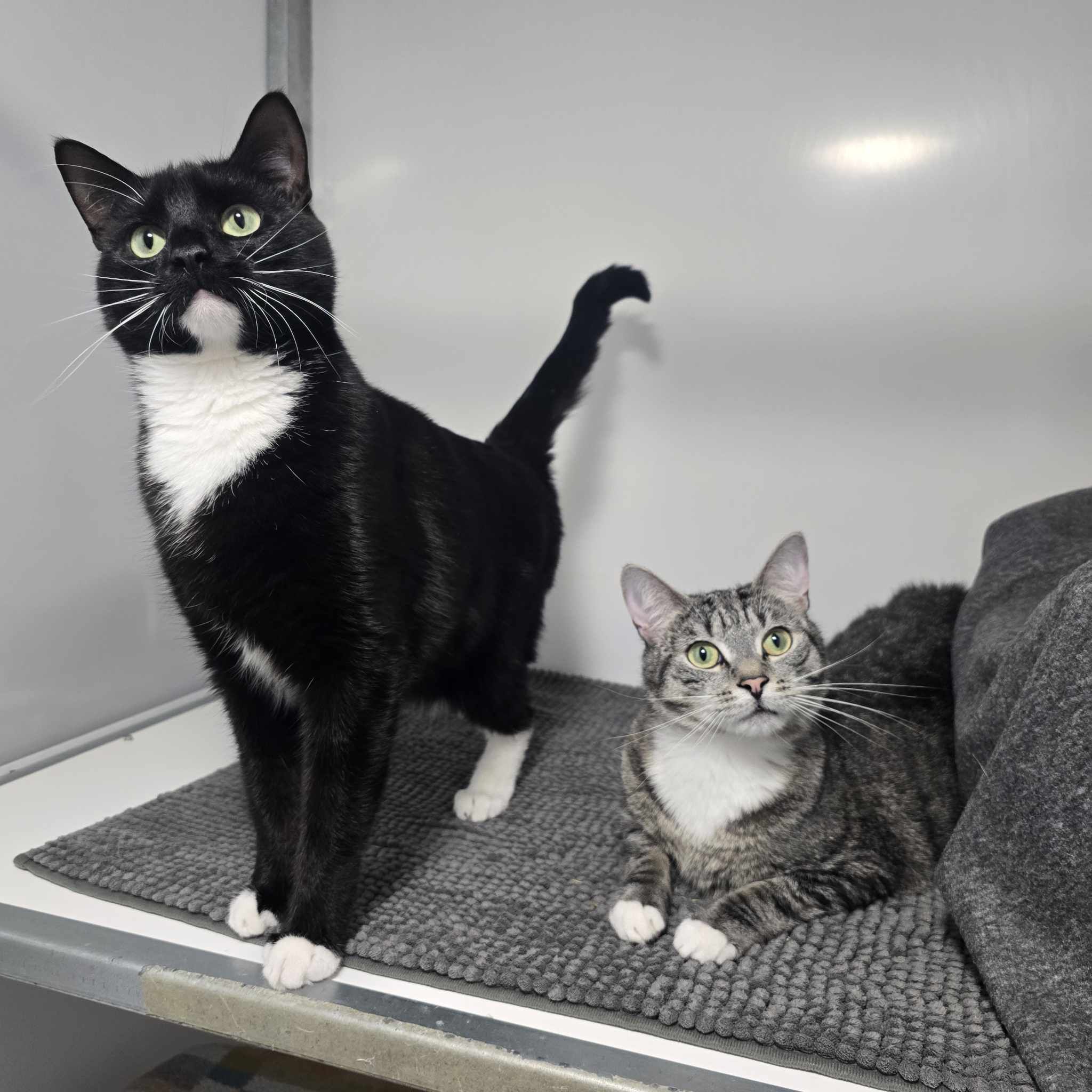 Sirius and Salem- 2 Year Old Male RESERVED