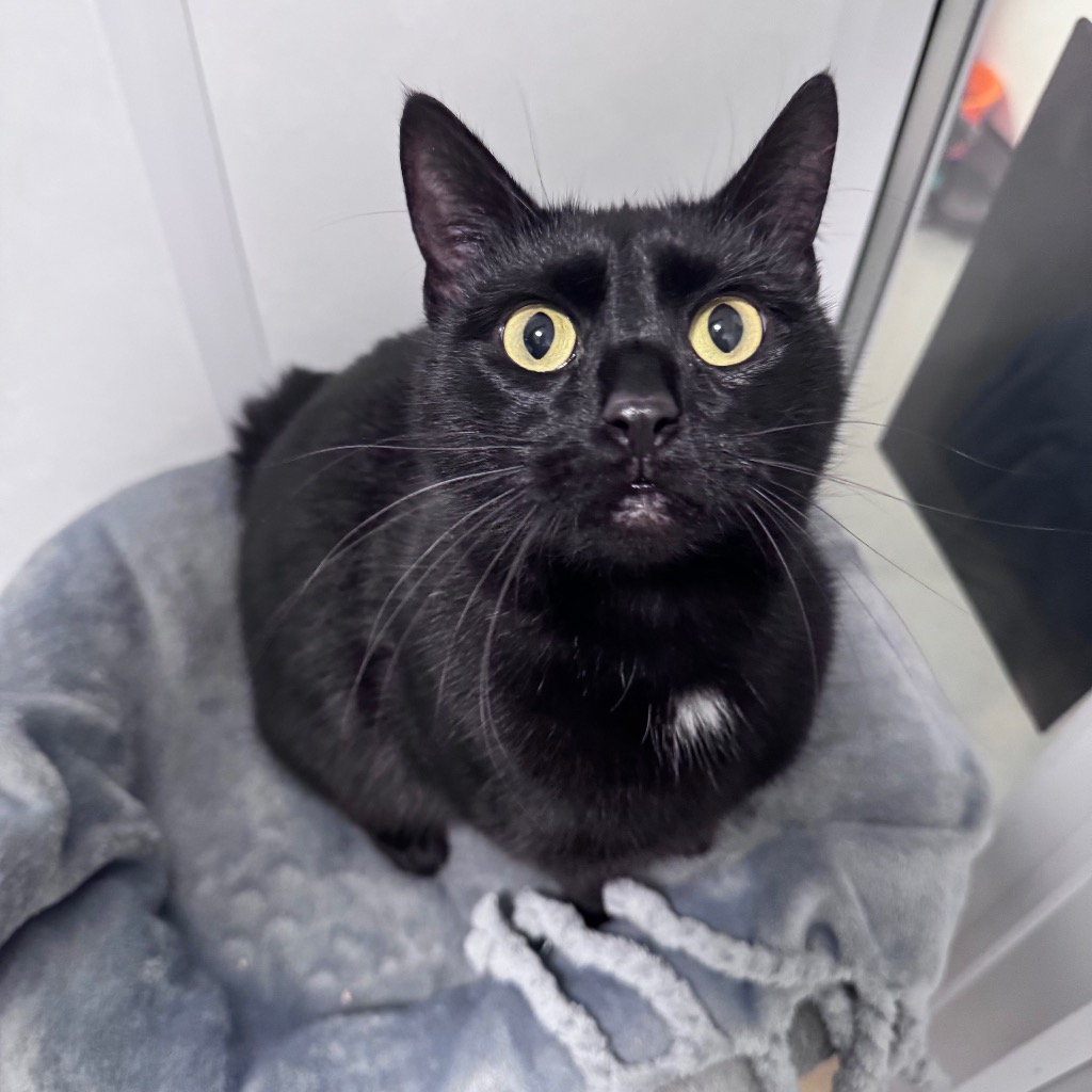 Trixie- 3 Year Old Female- RESERVED