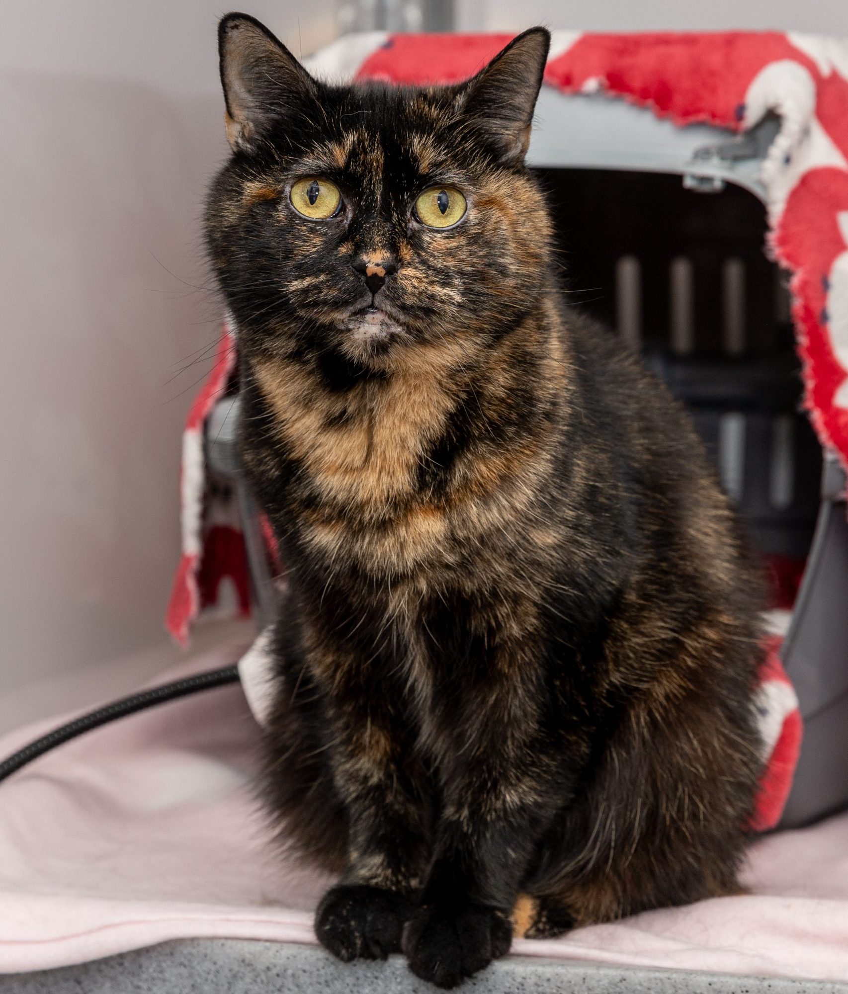 Polly- 8 Year Old Female
