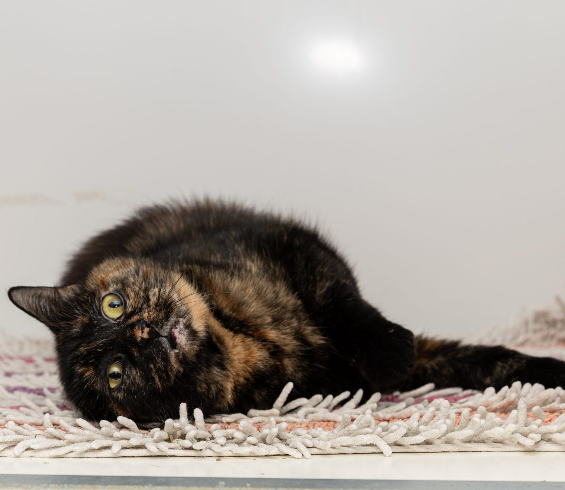 Polly- 8 Year Old Female
