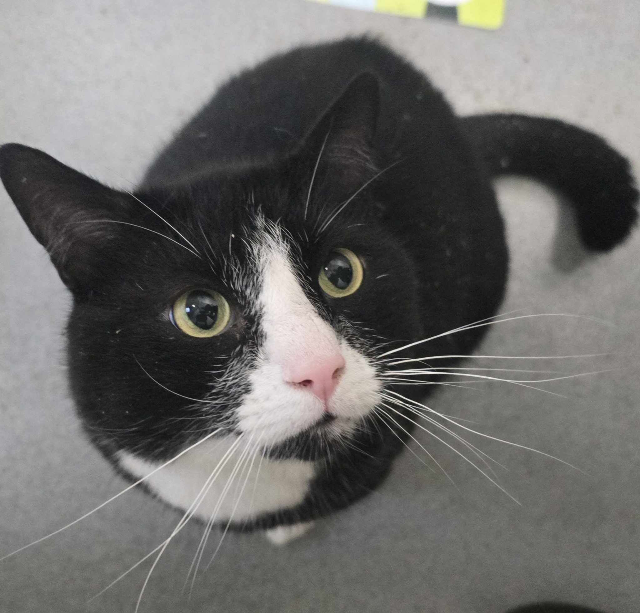 Spudly- 5 Year Old Male (RESERVED)