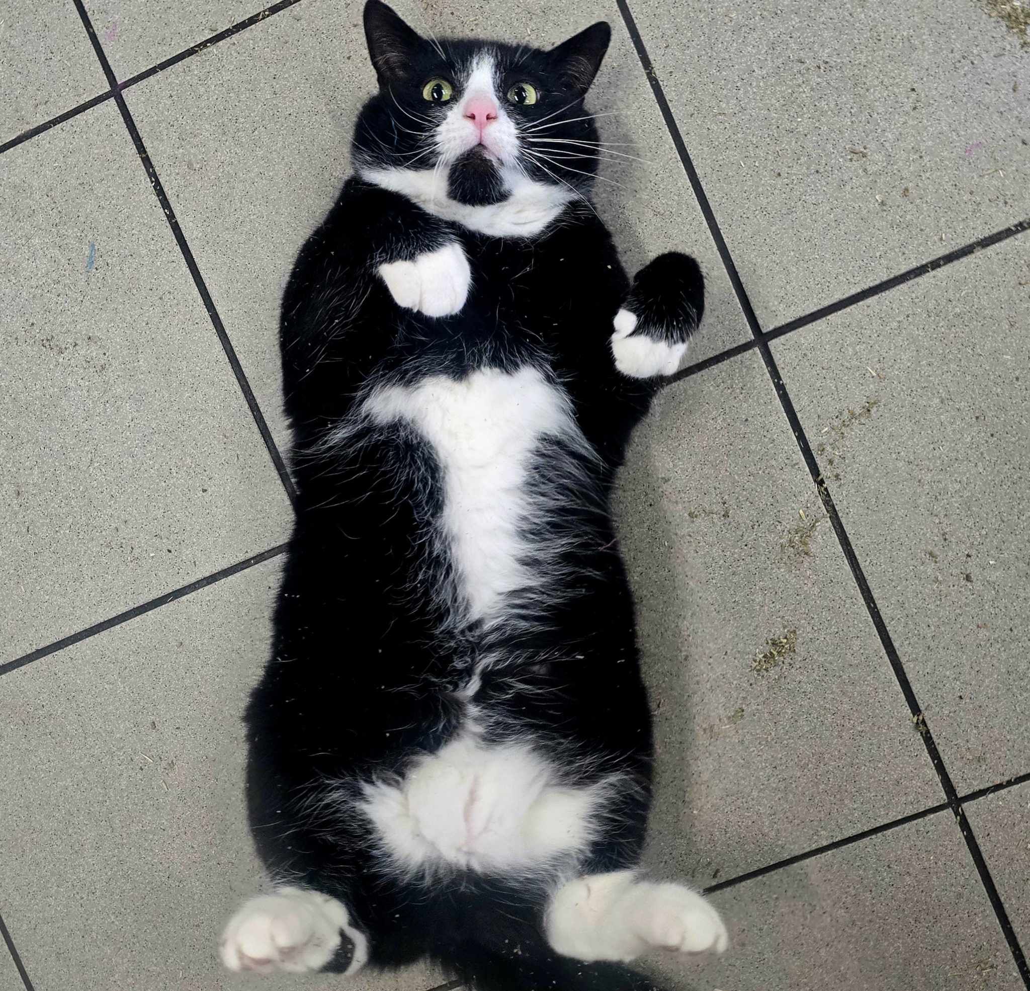 Spudly- 5 Year Old Male (RESERVED)