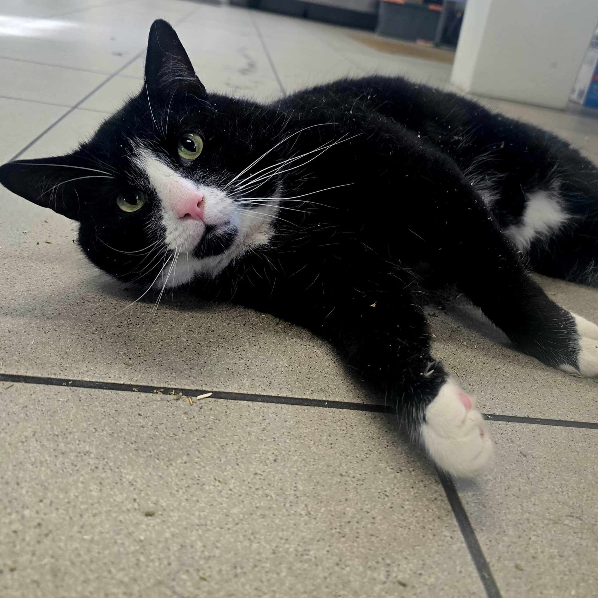 Spudly- 5 Year Old Male (RESERVED)