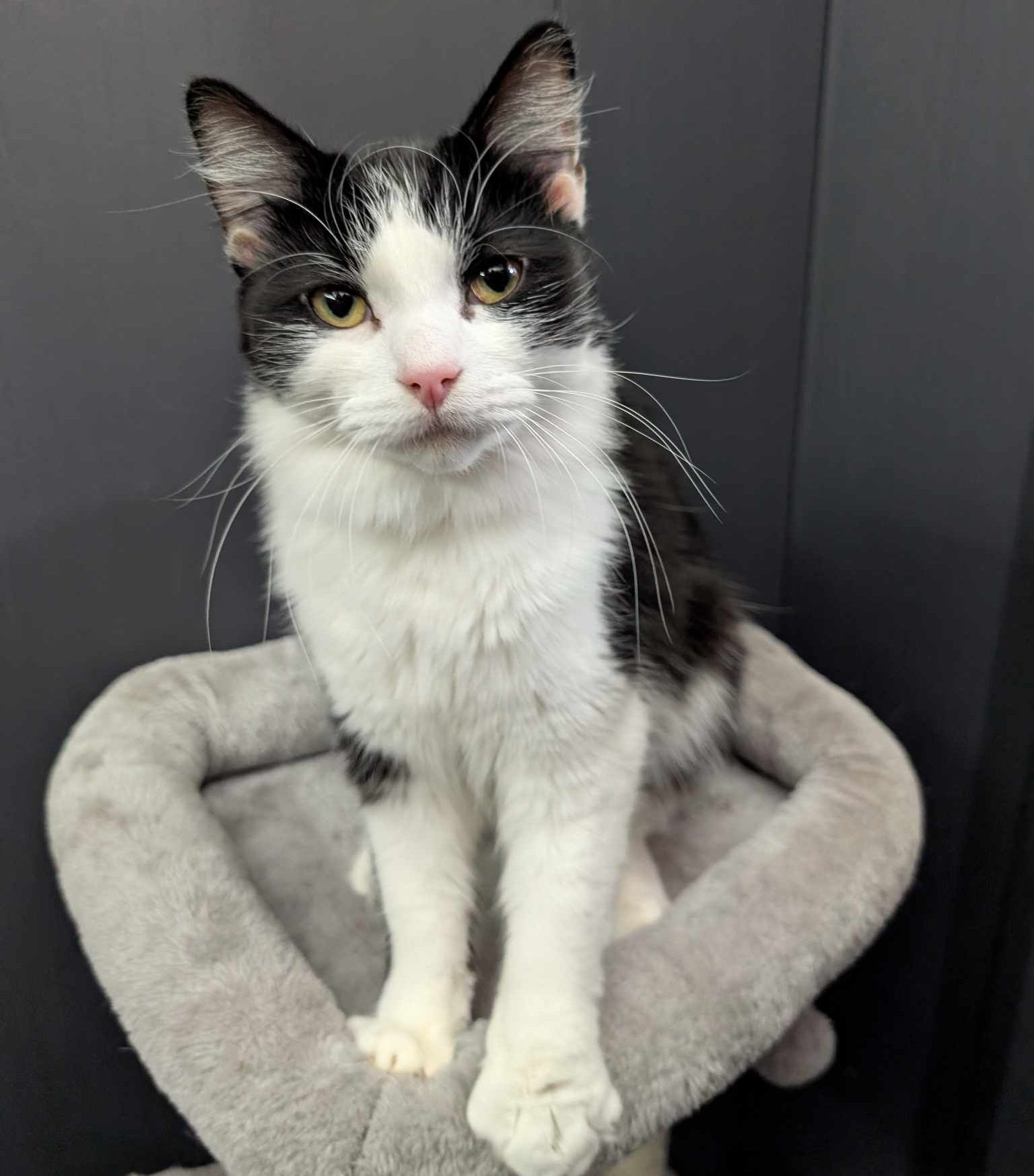 Dalton and Chester- 10 Month old Male and Female