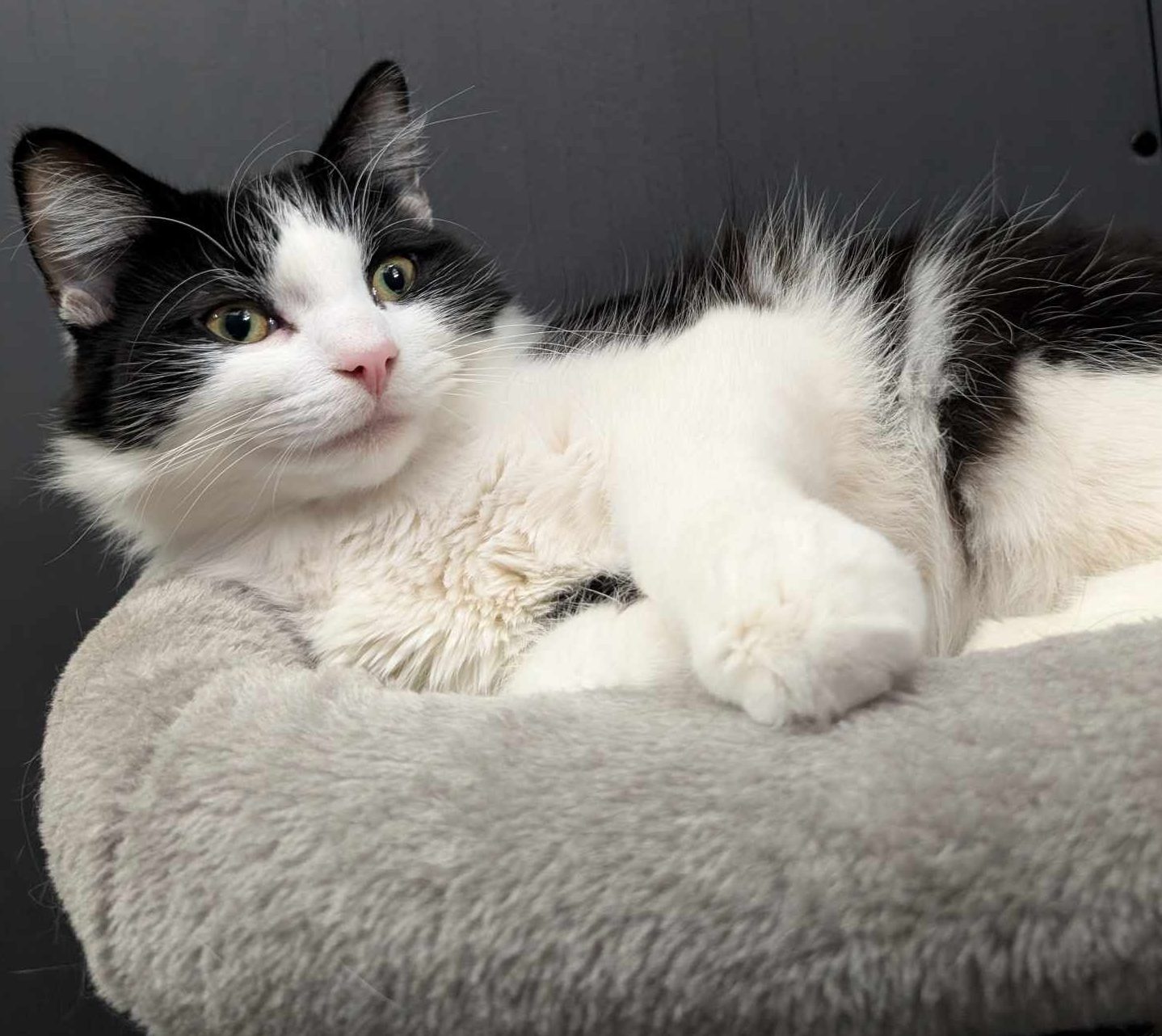 Dalton and Chester- 10 Month old Male and Female