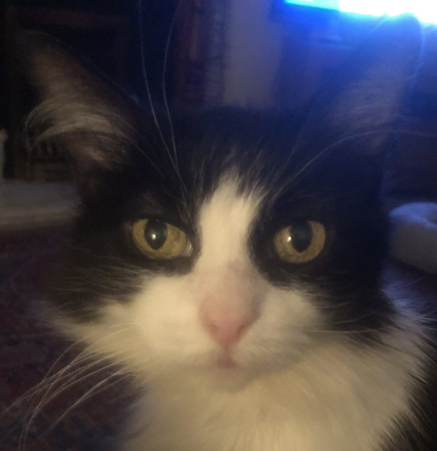 Tiny- 14 Year Old Female