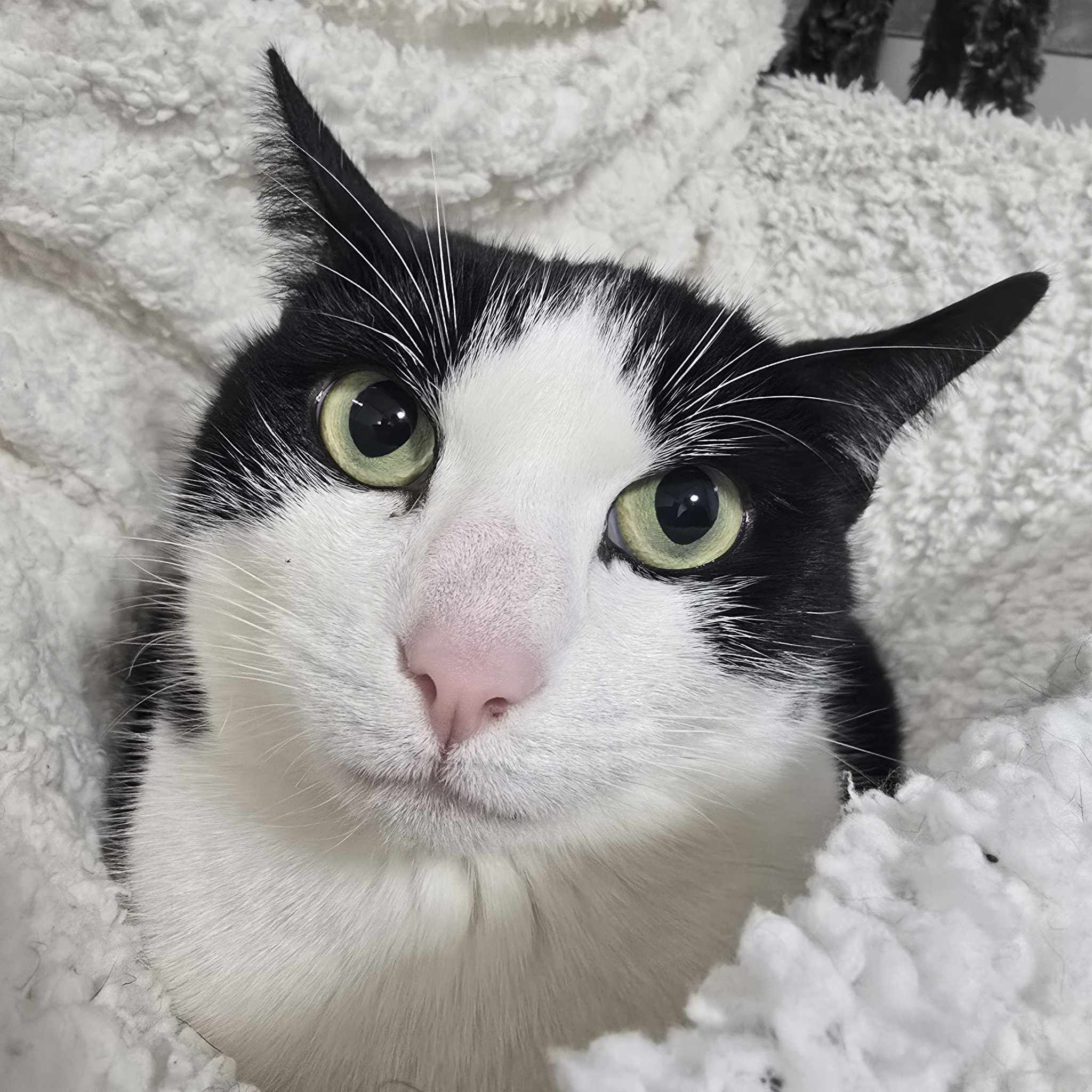 Jelly Tot- 2 Year Old Male