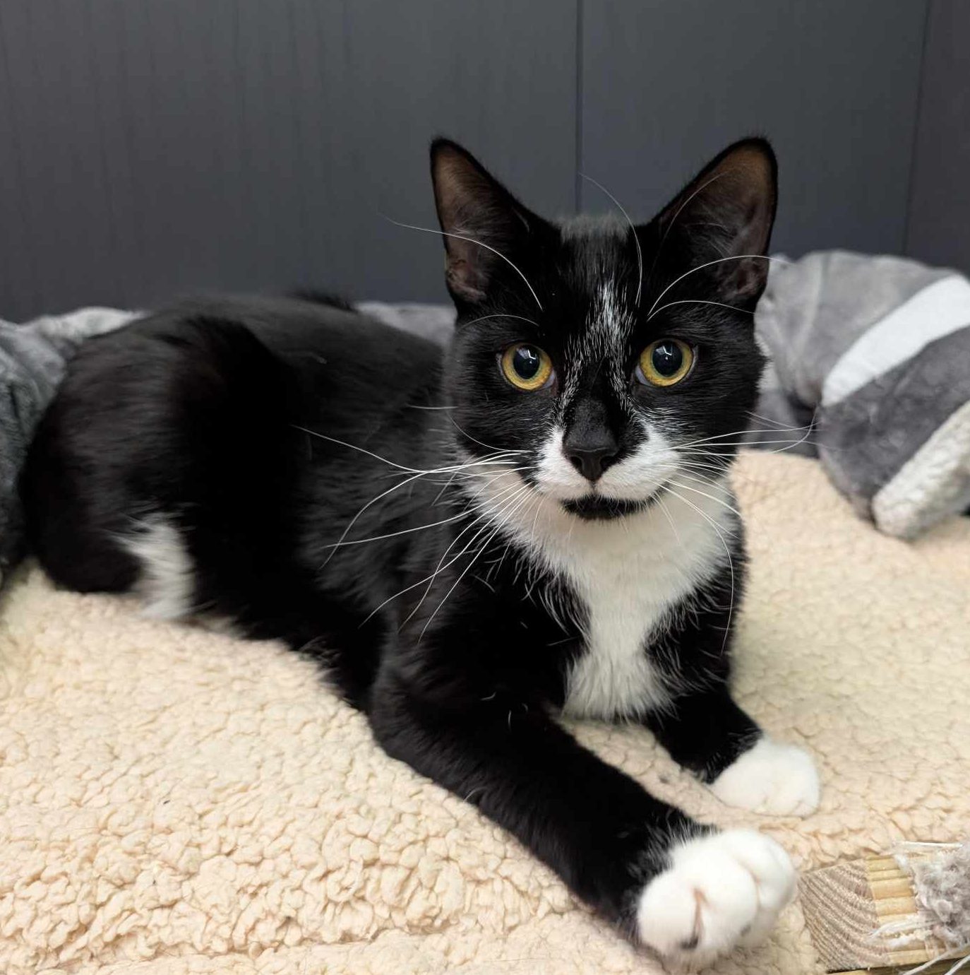 Dalton and Chester- 10 Month old Male and Female