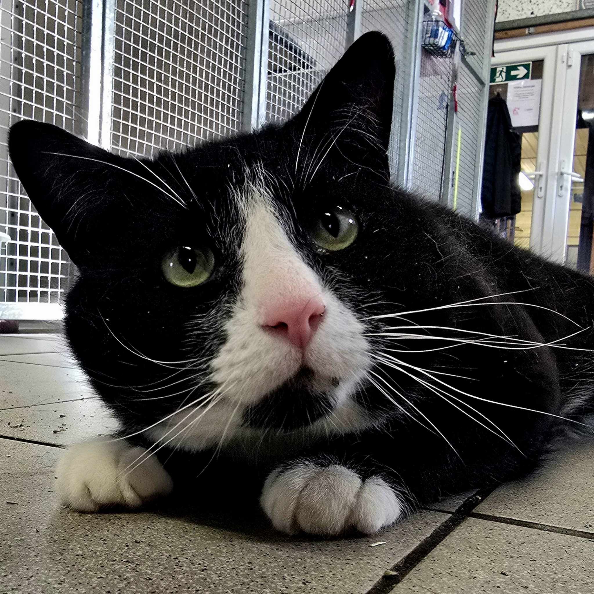 Spudly- 5 Year Old Male (RESERVED)